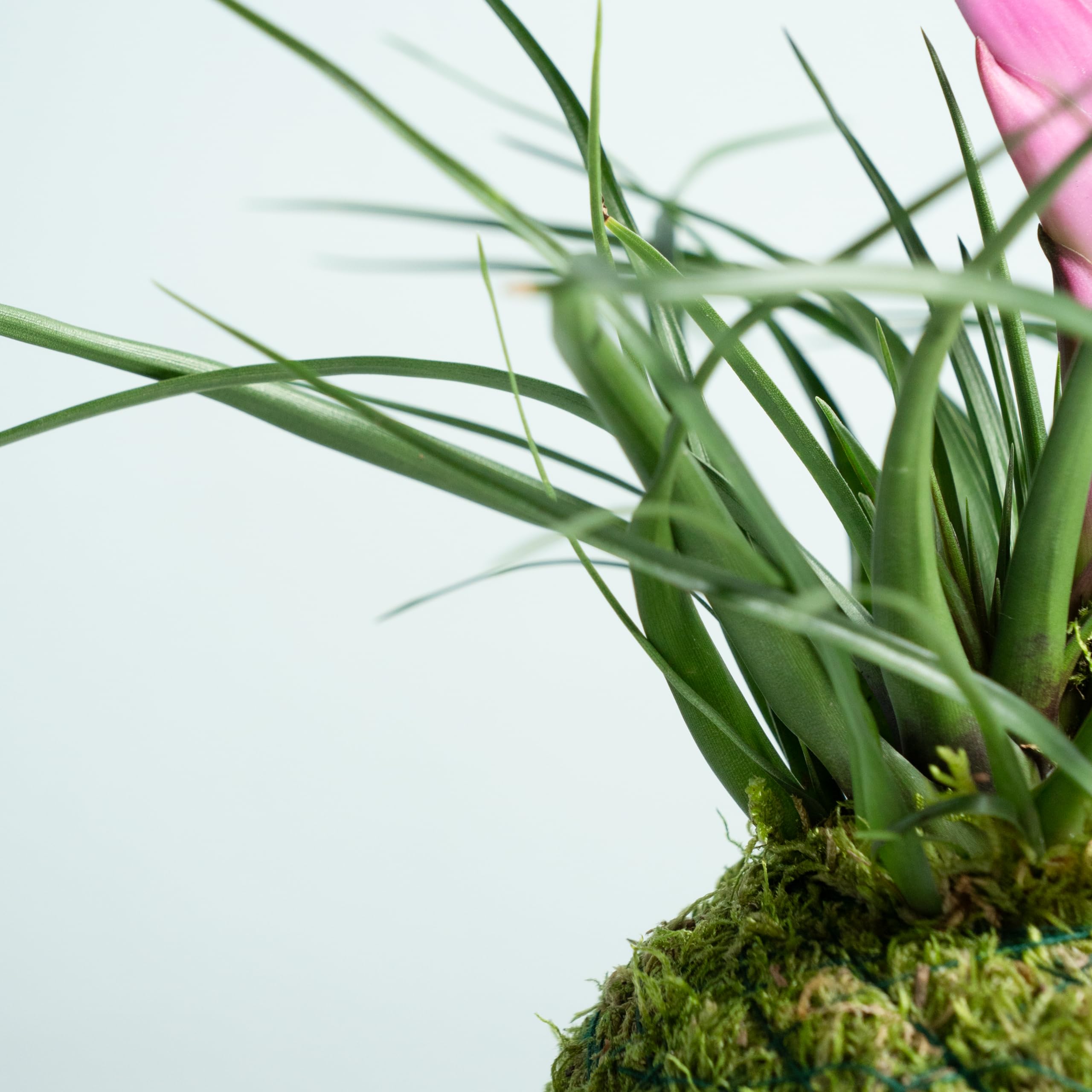 Kokedama Tillandsia Rosa | Kokedama Natural | Técnica Japonesa | Bola de Musgo | Decoración | Hogar | Kokedama de Interior | Fácil Cuidado