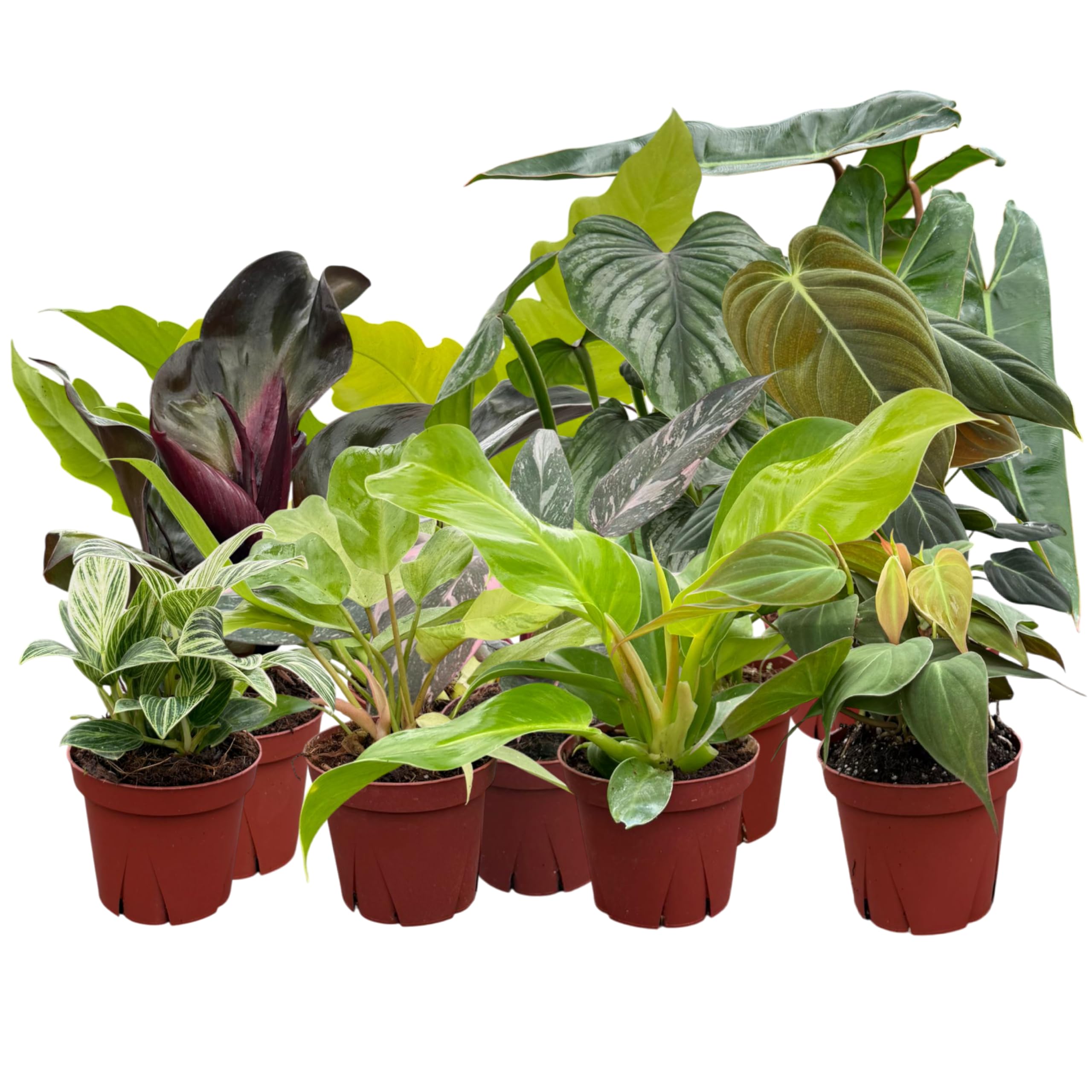Amazon.com: CoollectivePlants Philodendron Collection (8 Pack)  Live Indoor  Plants in 4 Grower Pots, Easy Care Tropical Houseplants, Grower's Choice  Starter Plants for Home or Office : Grocery & Gourmet Food