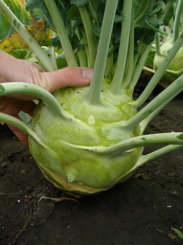 Semillas Colinabo (col nabo alemán) Bienal gigante vegetal para plantar reliquia sin OMG