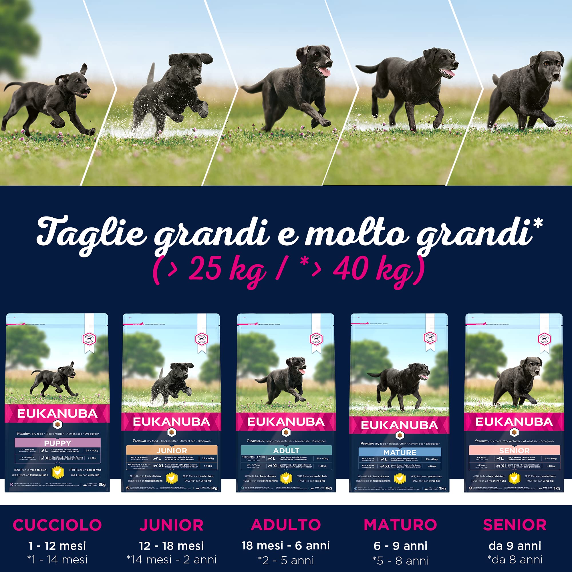 Eukanuba Cibo Secco per Cani per La Cura dei Cani Anziani di Taglia Grande, Ricco di Pollo Fresco, 3