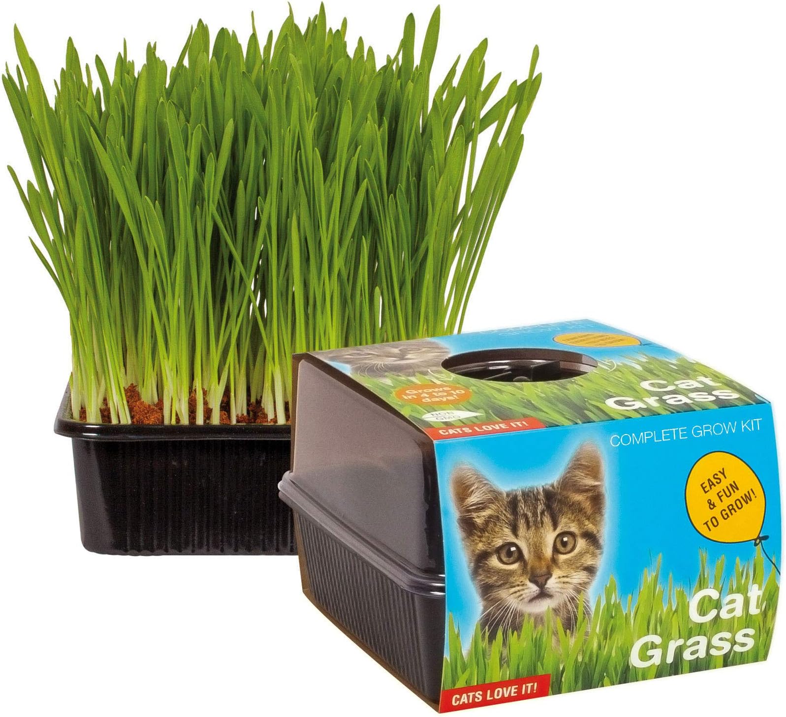 Cat Grass Grow Kit | Grow Your Own Pet Grass from Seed Indoor in Just 5 Days | Cat Treat | Unique Indoor Greenhouse | Grow Healthy Cat Treats & Toys | Pet Snack (Single)