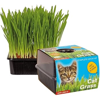 indoor cat grass bed