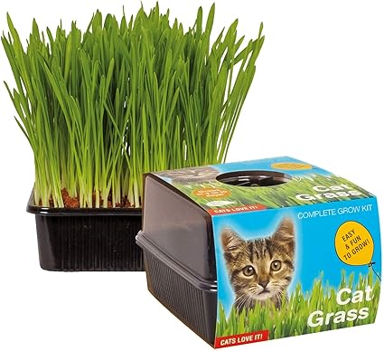 cat grass box
