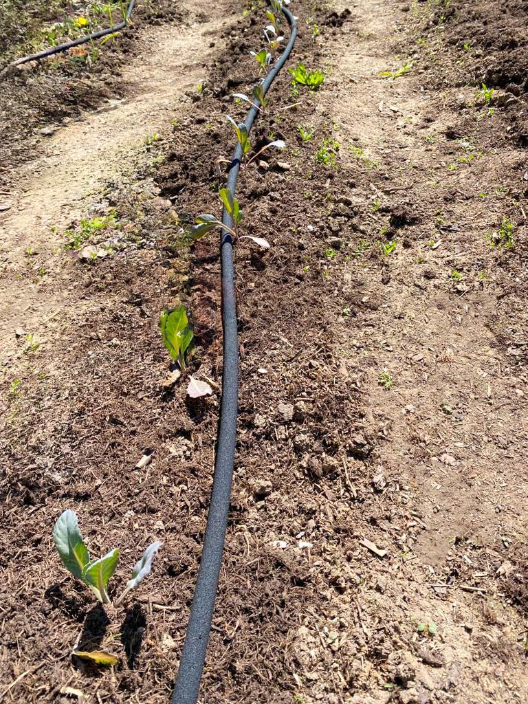 50m CS Perlschlauch Startup mit dem Einsteiger Zubehör-Set Z2.00 für die nachhaltige Gartenbewässerung/Hochbeetbewässerung/Blumenbewässerung