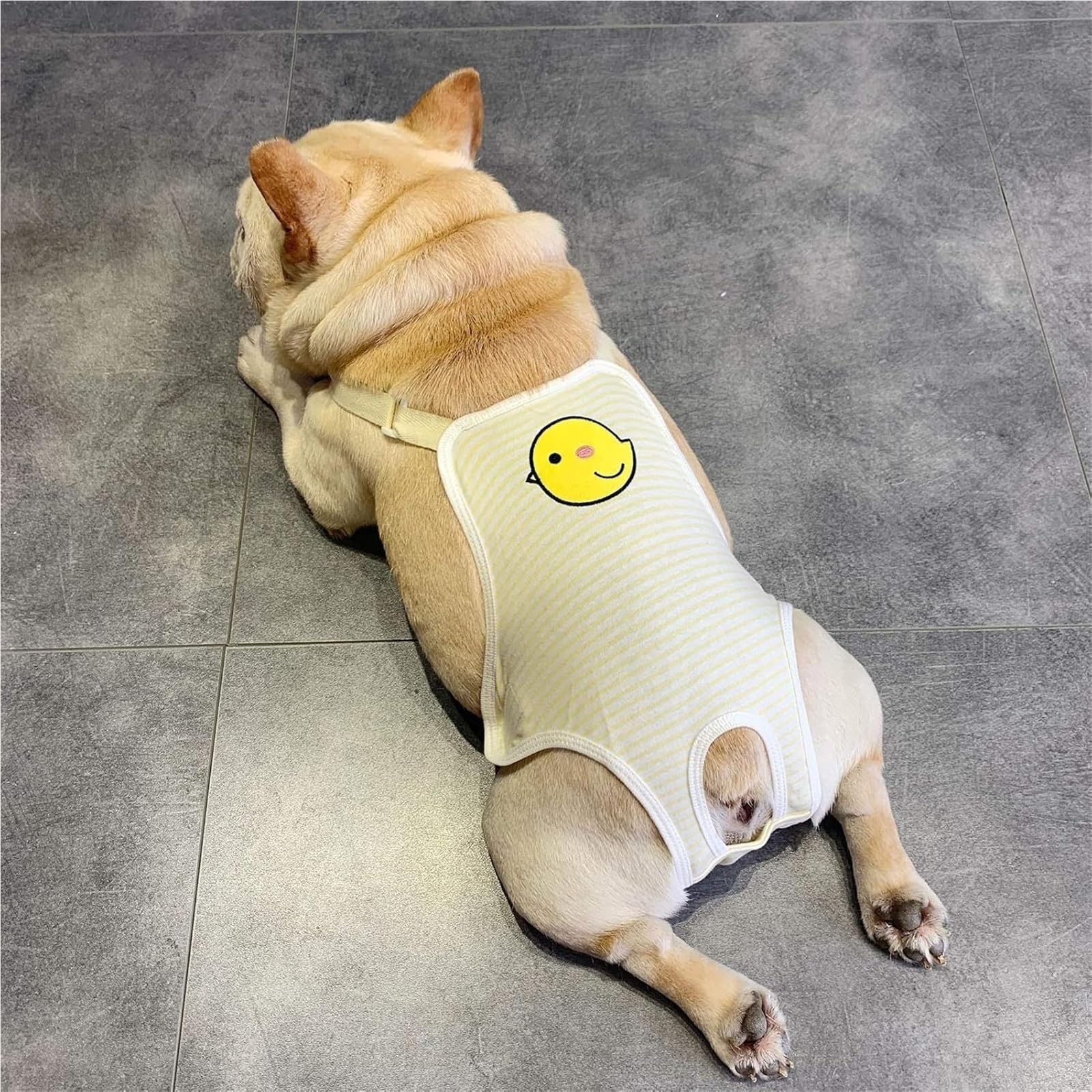 Finis les glissements avec ces couches de sécurité pour chien à bretelles
