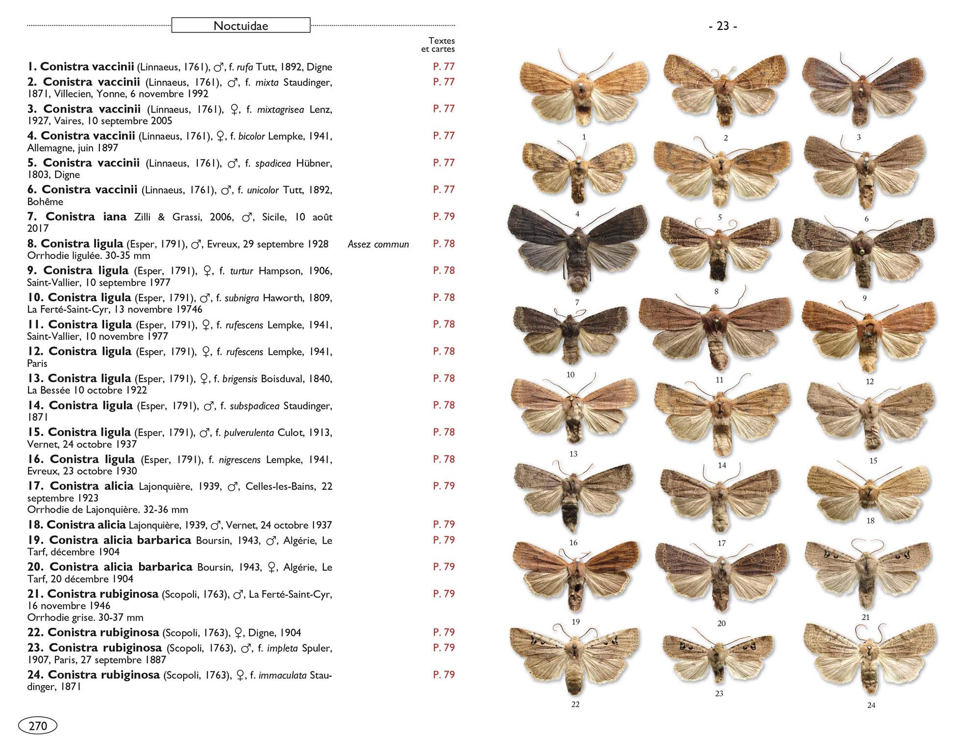 Papillons de nuit d'Europe: Volume 6, Noctuelles 2