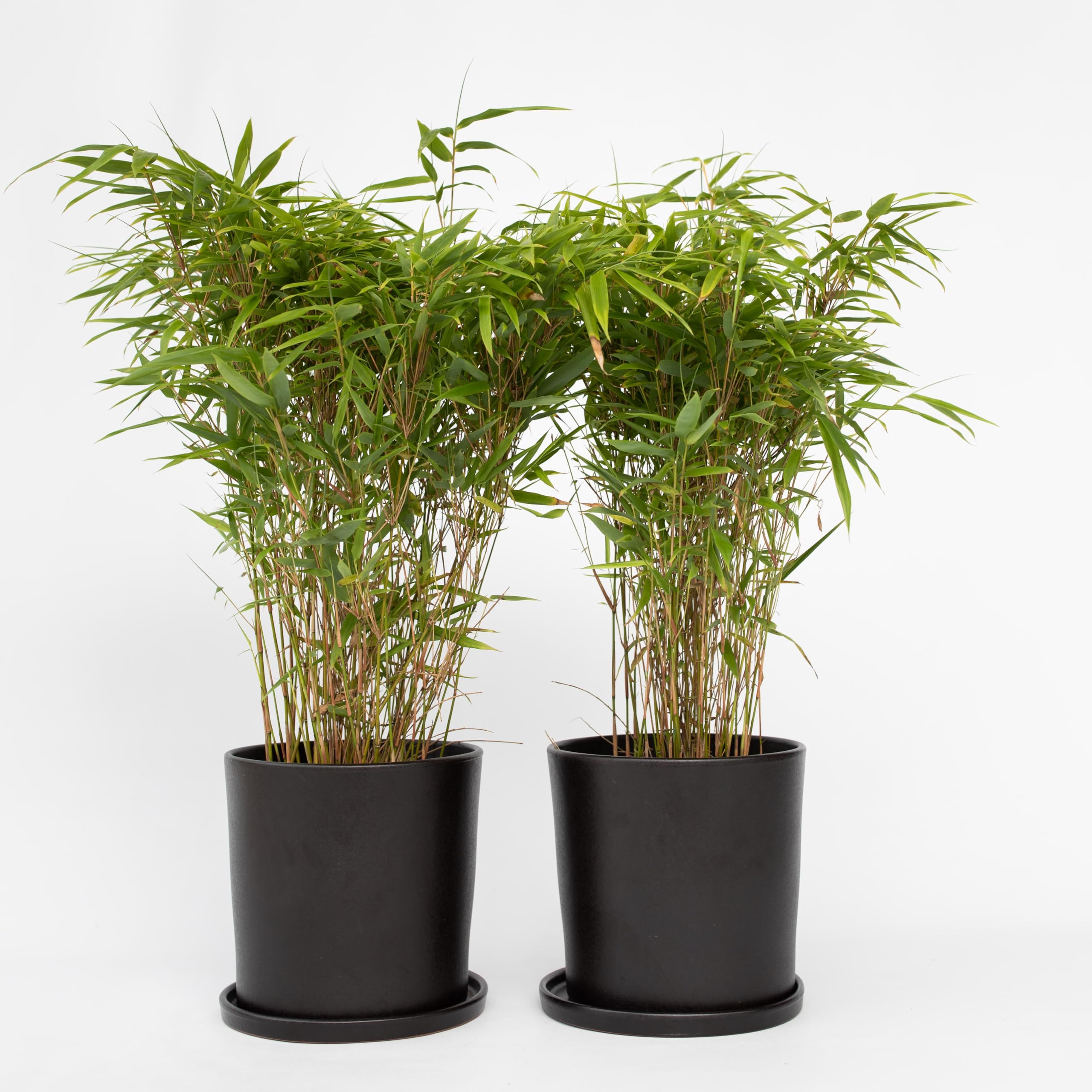 Fargesia nitida 'Gansu' 2er-Set dunkelvioletter Bambus Topf 17cm Höhe 50-70cm Winterhart Immergrün
