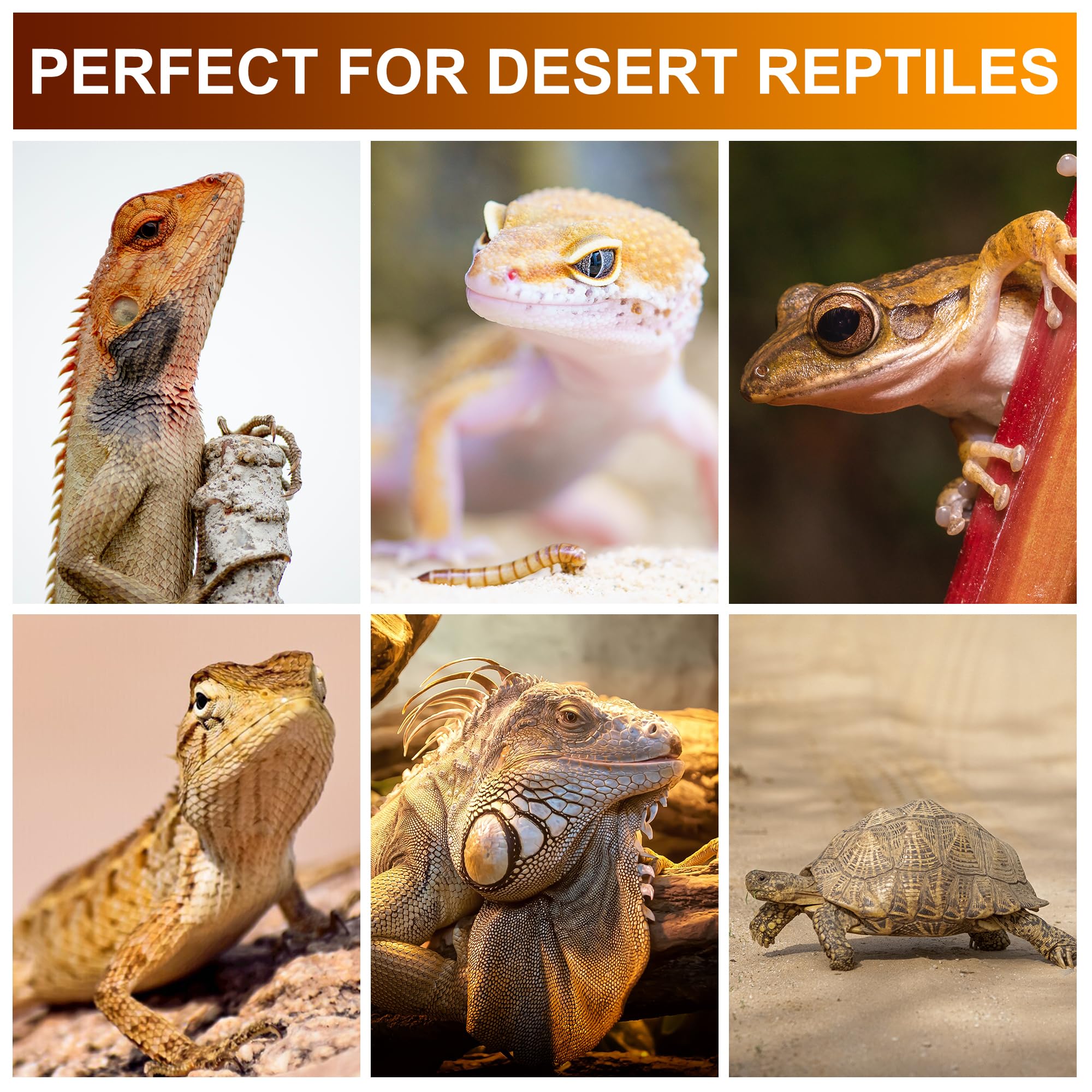 UVB Reptile Light Bulb 10.0, 5W LED High Intensity UV Replacement Lamp Bulbs for Desert Reptiles Bearded Dragons Lizard Tortoise Iguanas Chameleons Snake - 1 Pack - image 4