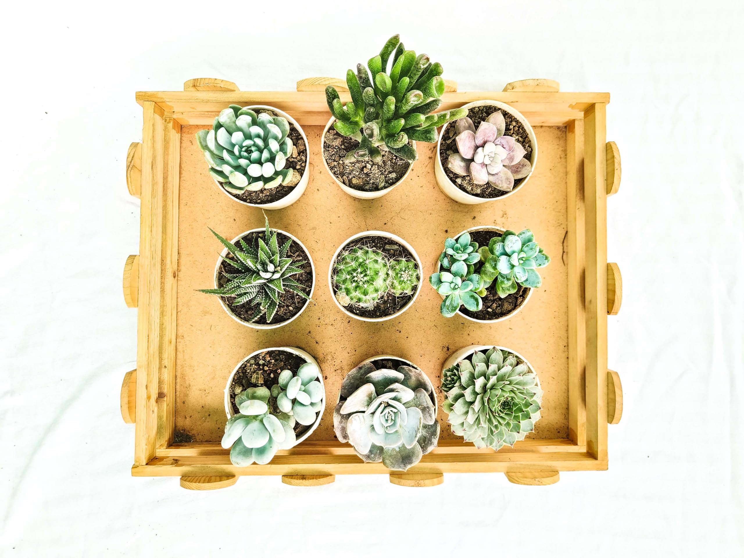 Farm Storey Assorted succulent plants set of 9 (Bare rooted), succulent plants combo, live succulent plants set, any 9 succulent plant varieties