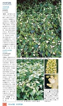 日本の花本 584994528173320201cc315563e4ae