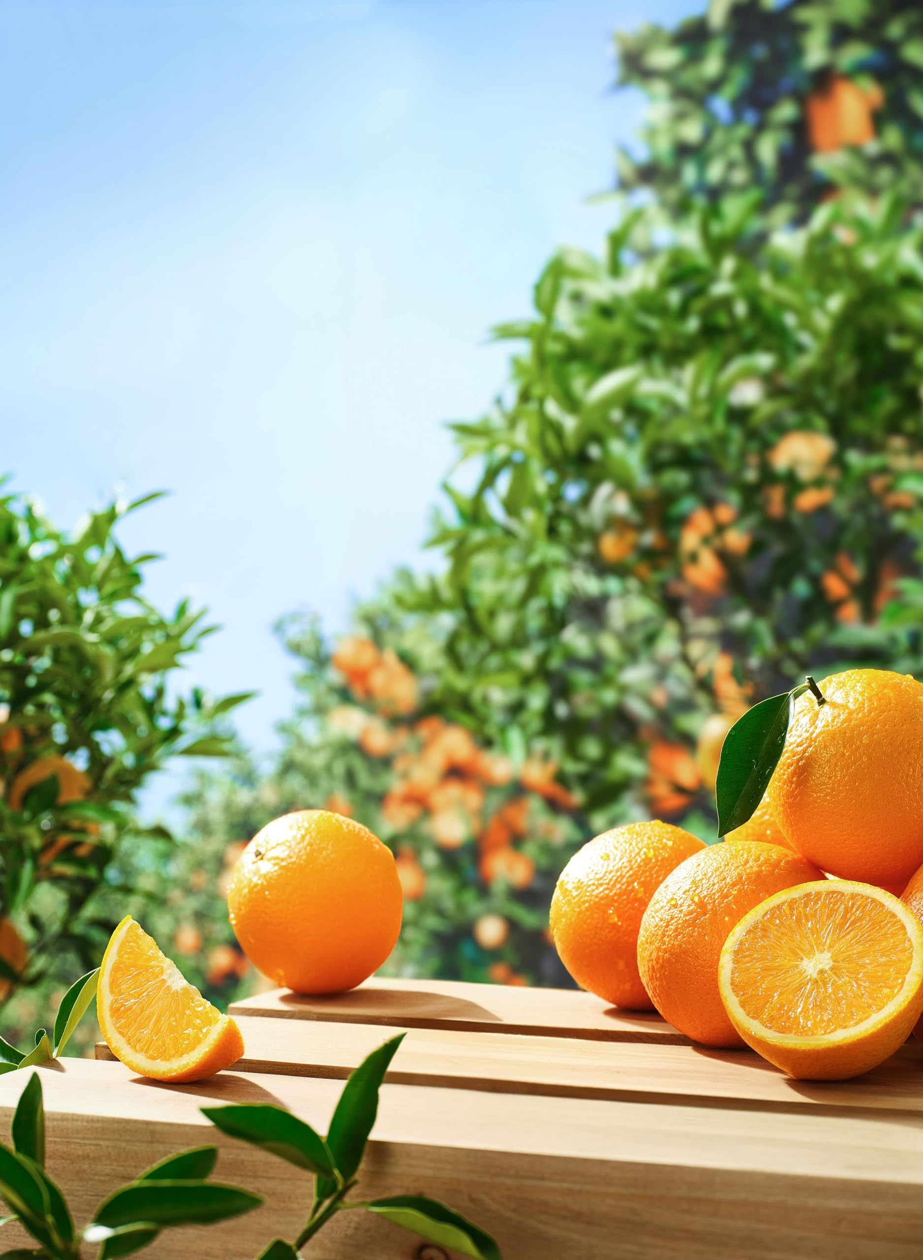 NARANJAS PREMIUM VARIEDAD VALENCIA LATE DE LA HUERTA VALENCIANA CAJA KOBOX DE 10 KGS RECIEN RECOGIDAS DEL CAMPO A LA MESA EN 14 HORAS
