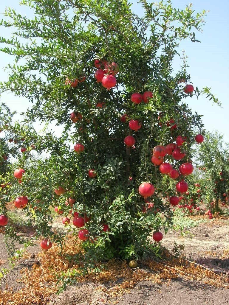 Amazon 1 russian pomegranate tree 12 18 inches flowering fruit
