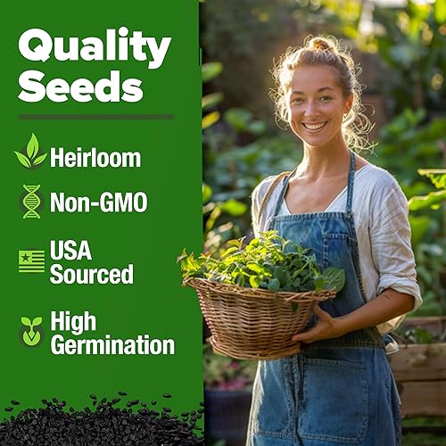 Miniatura 3 de HOME GROWN Semillas de Bálsamo de Limón  806 semillas autóctonas sin transgénicos para plantar  Hierba Melissa officinalis para té, jardín, cultivo