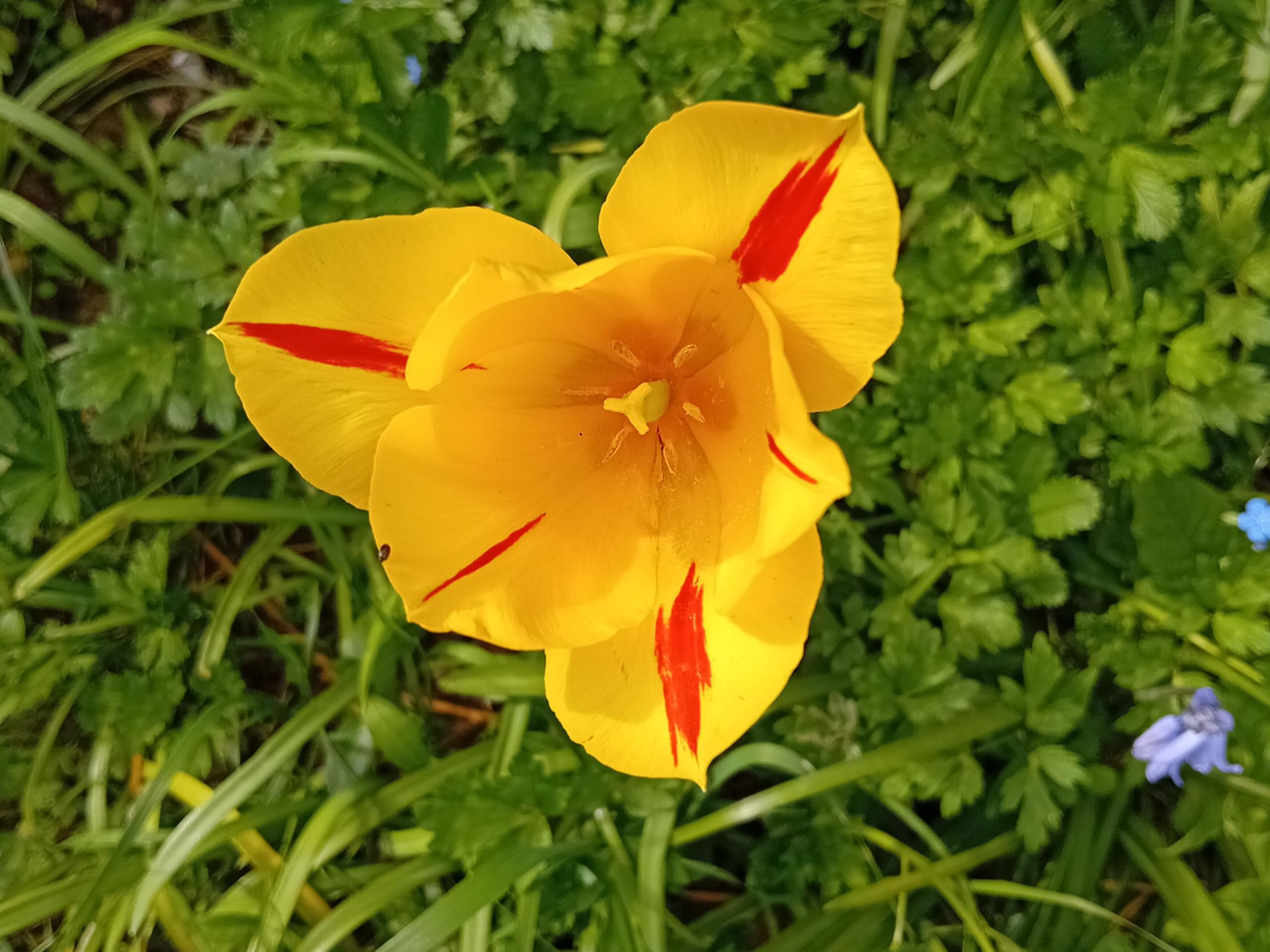 Volker Wolfgang Schidlowski