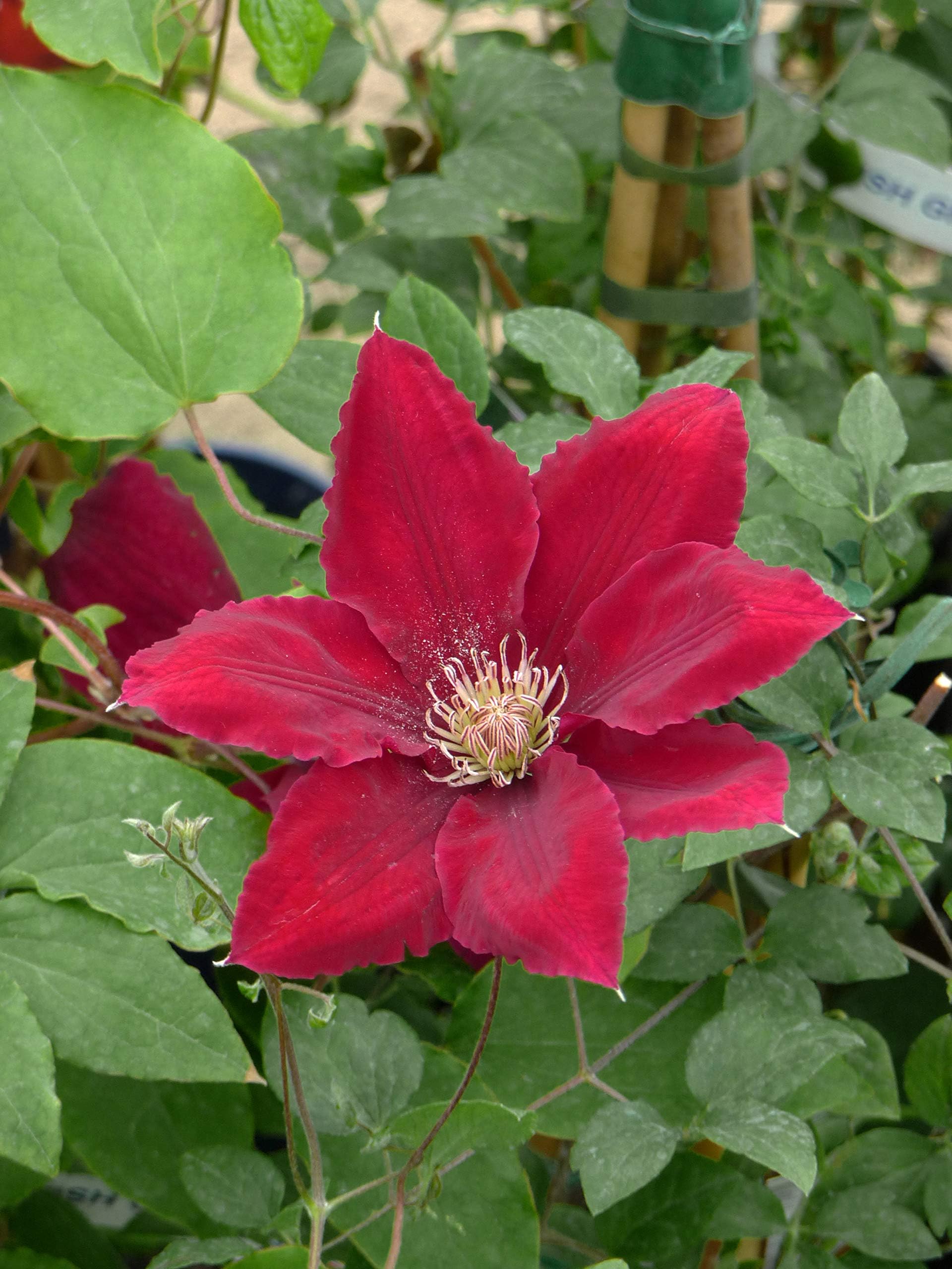 CLEMATIS REBECCA-Superb Mother's Day Gift,Birthday,Christening Or Personalised Plant & Flower for Birthdays,Mum,Mom,Women,Girls,Her,New Baby