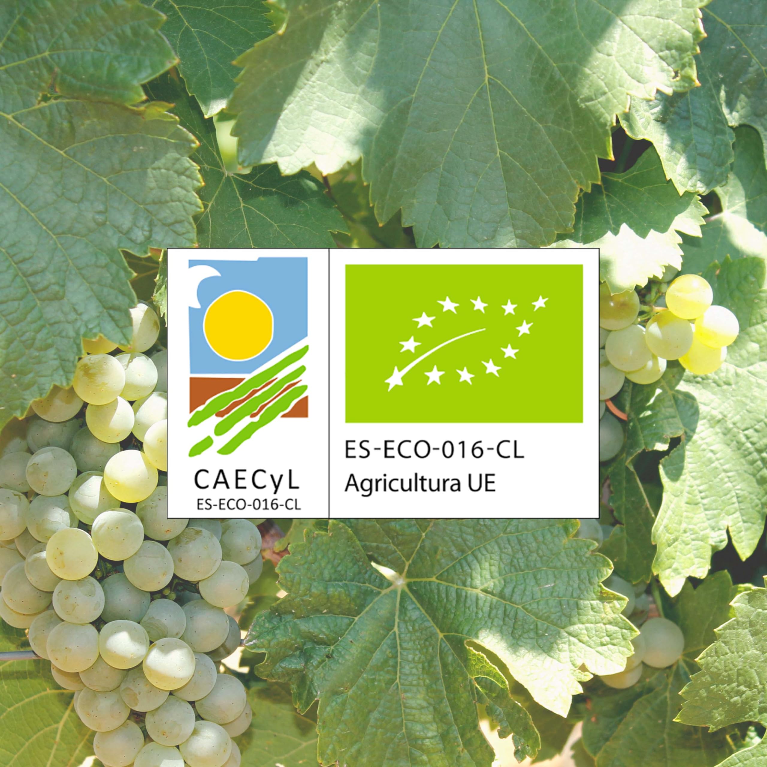 Cuatro Rayas Organic Collection Verdejo DO Rueda (6 Botellas x 750ml) | Vino blanco ecológico