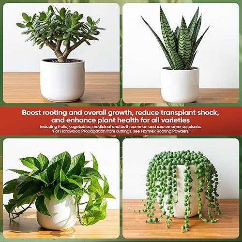 Miniatura 6 de Hormex Vitamin B1 Rooting Hormone Concentrate - Rooting Hormone for Hydroponics Aeroponics Established Plants Cuttings and More Indoor and Outdoor