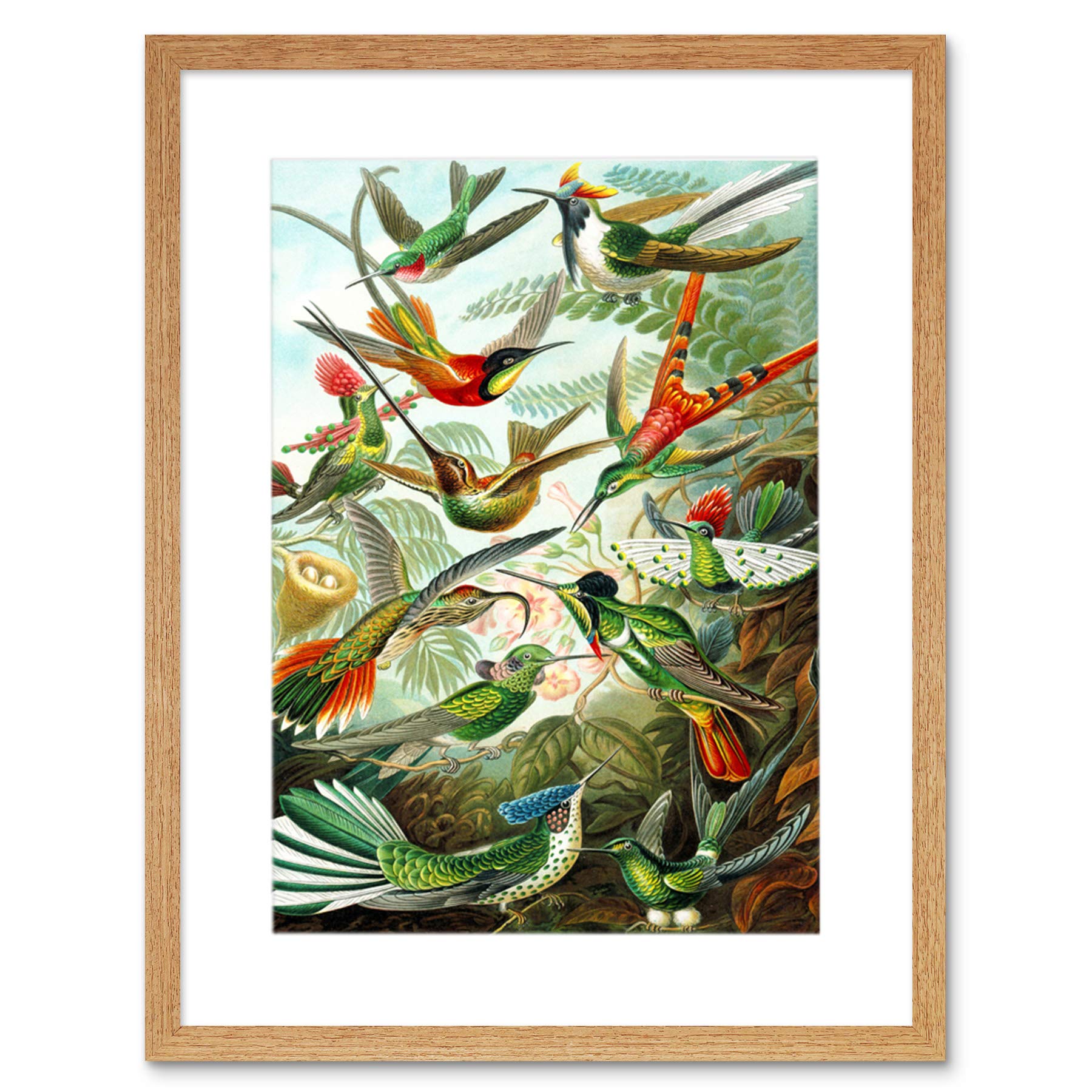 Wee Blue Coo Haeckel Plate 99 Hummingbirds Artwork Framed Wall Art Print 12X16 Inch
