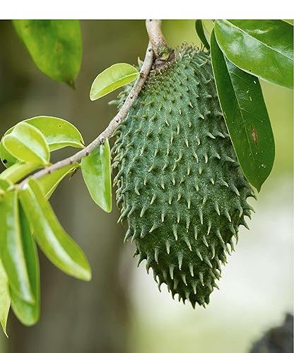 Miniatura 3 de Pulpa de Guanábana Guanábana Pulpa de Guanabana 1pack 40.5 fl oz 40.6 fl oz Frupack