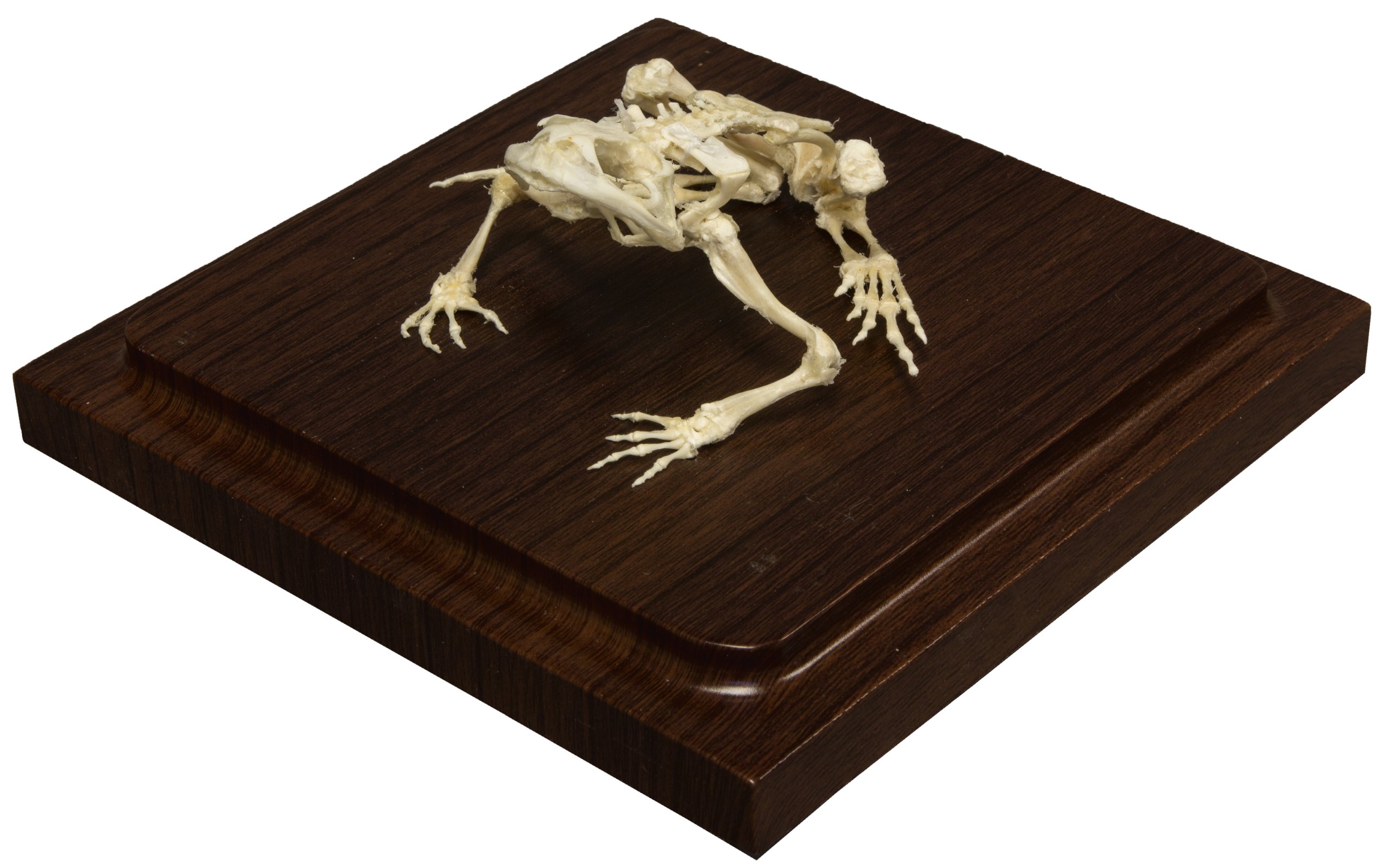 Common Bullfrog Skeleton (Natural Bone Economy)