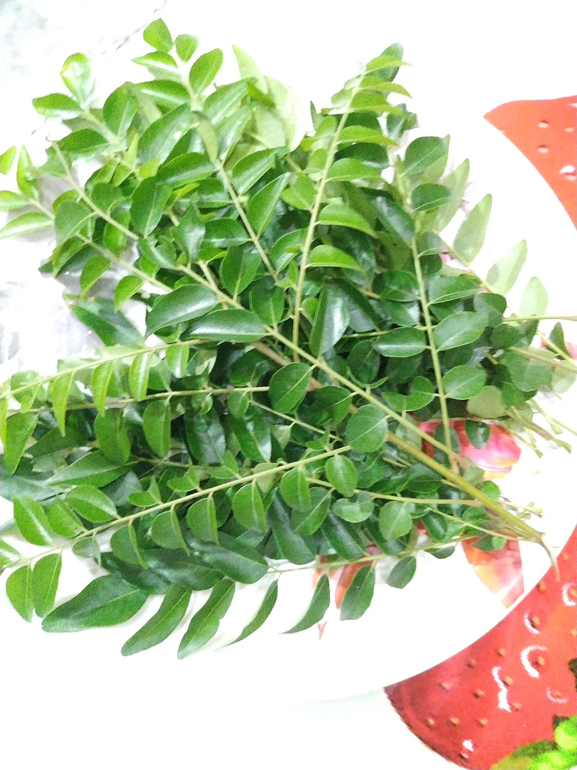 See full amazon price history chart for NATURE WORLD PREMIUM KARIVEPA SWEETNEEM KARIVEPAKU PATTA CURRY SEEDS (10 SEEDS) NATURE WORLD PREMIUM KARIVEPA SWEETNEEM KARIVEPAKU PATTA CURRY SEEDS (10 SEEDS) (B0BJGR31FR) Amazon Price History, Amazon Price Tracker