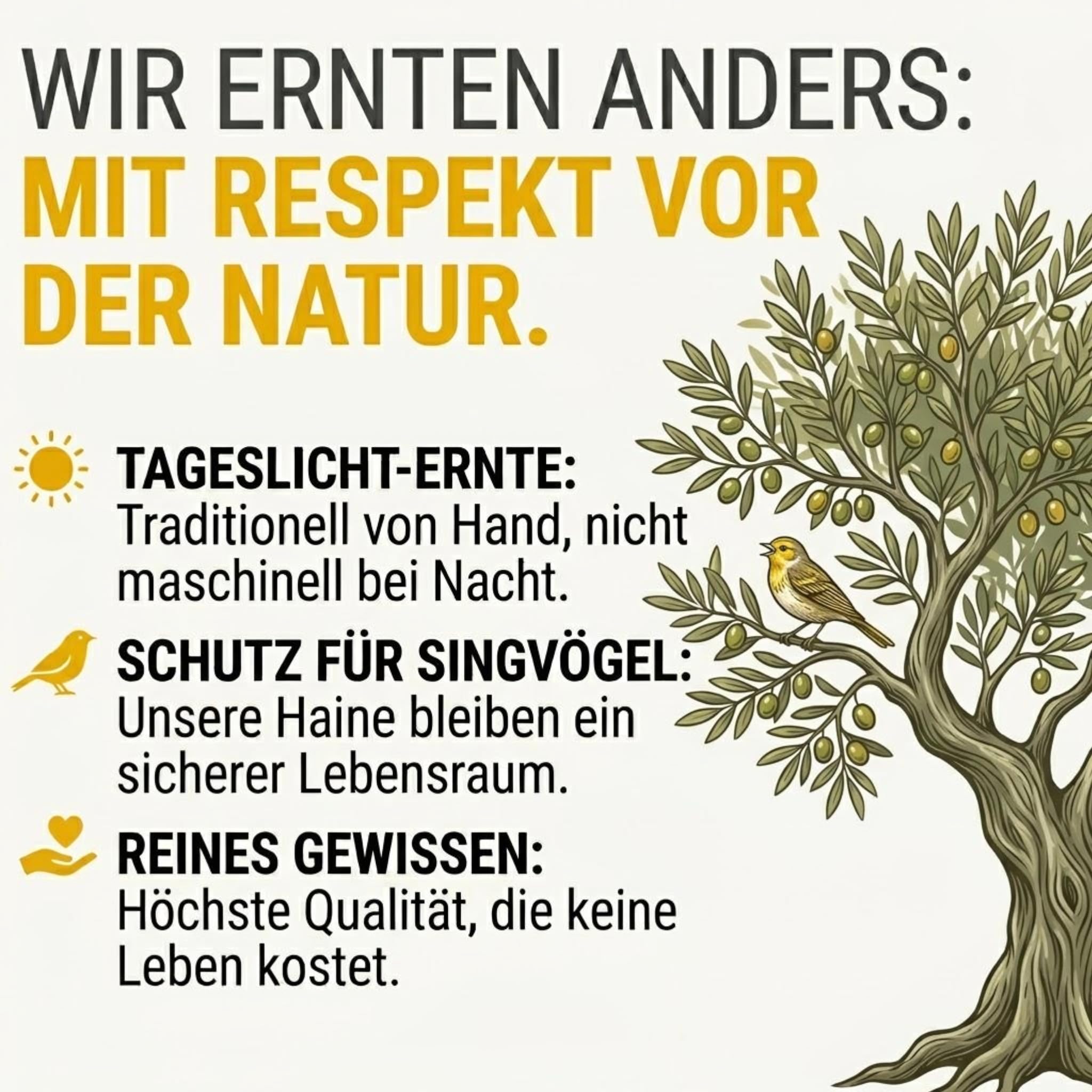 SOLE D'ABRUZZO Premium Olivenöl Nativ Extra aus Italien (0,16% Säure) – Handgeerntet in den Abruzzen – Kaltgepresst & Polyphenolreich – frische Ernte 2025/26 – 500ml