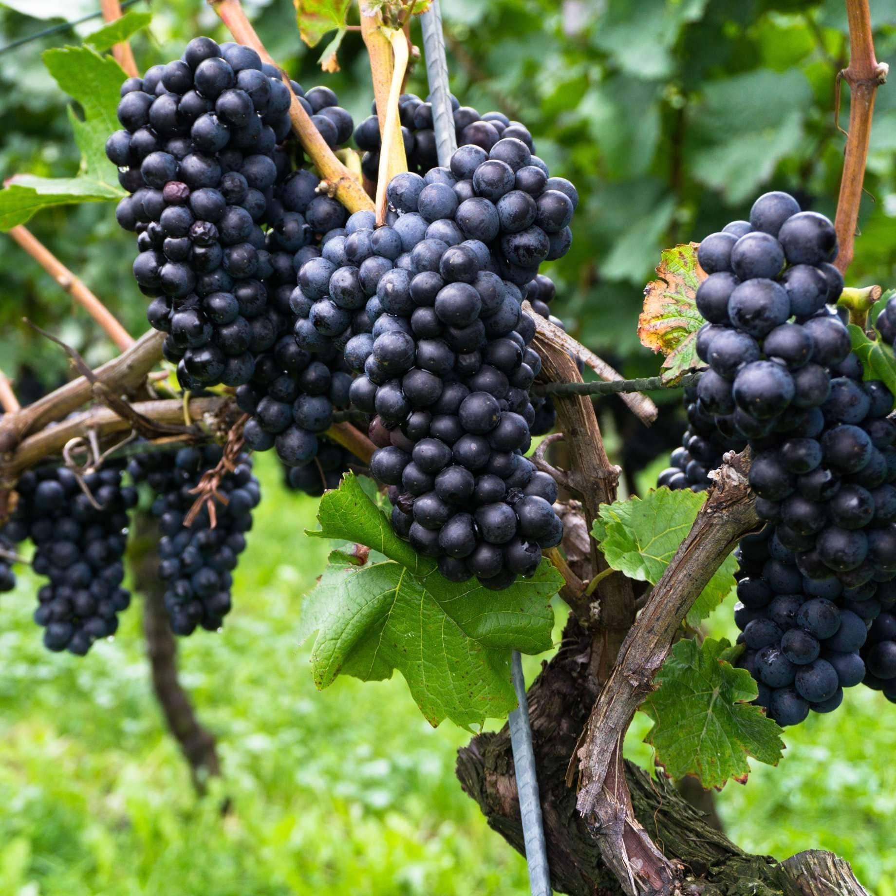 Roots Plants Premium Pinot Noir Grapevine Live Outdoor Plant โ 3L Pot, Established Red Wine Vitis Vinifera Grape Vine, Self-Fertile Climbing Fruit Plant for Gardens, Patios & Trellis