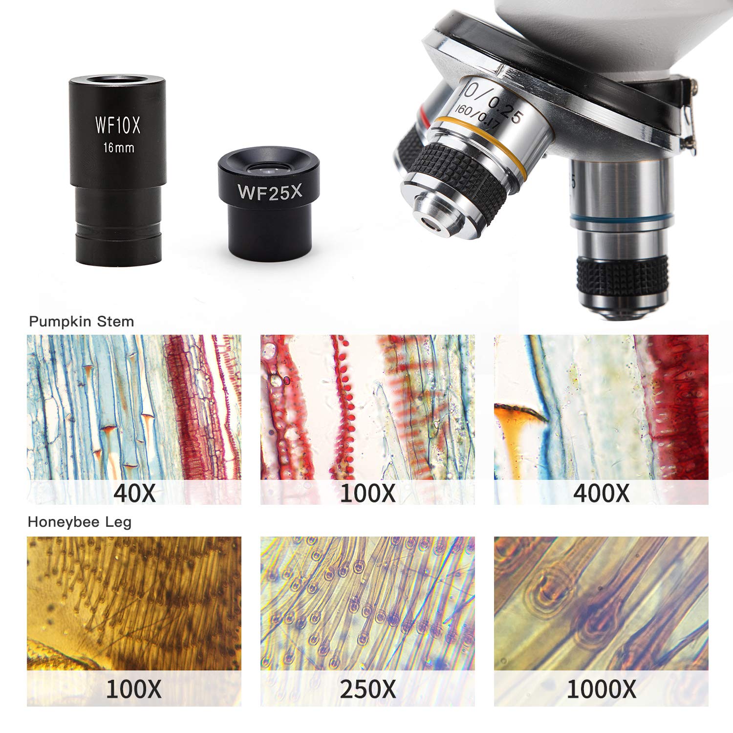 Microscopio monoculare Microscopio Swift SS110-DL, 40X-1000X, microscopio per Bambini e studenti, oculare WF10X / 25X, doppia illuminazione