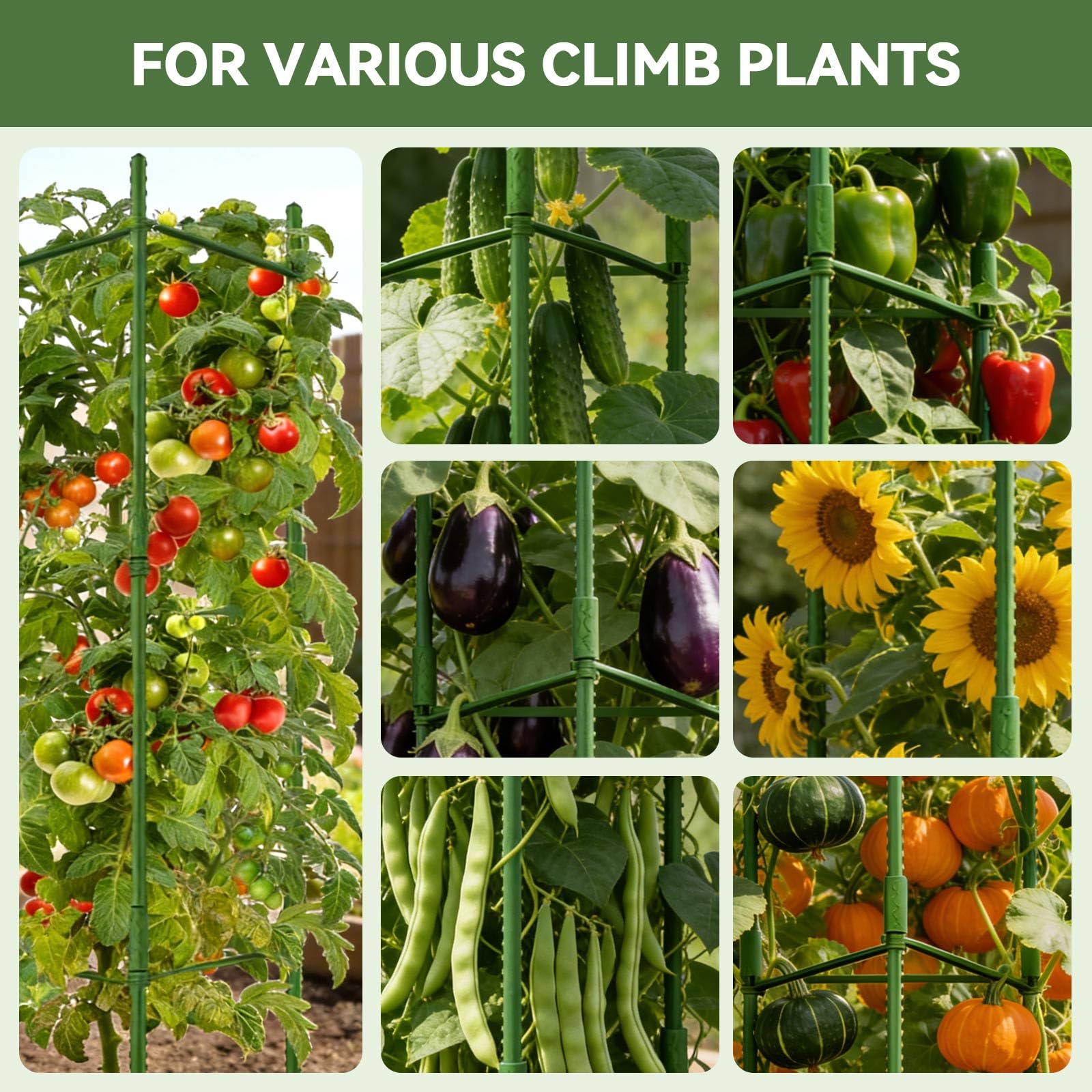 Halatool 6 paquetes de jaulas de tomate, jaula de tomate expandible de hasta 62 pulgadas con 60 lazos giratorios, jaulas de tomate altas con brazos ajustables a presión para verduras (2 hebillas)