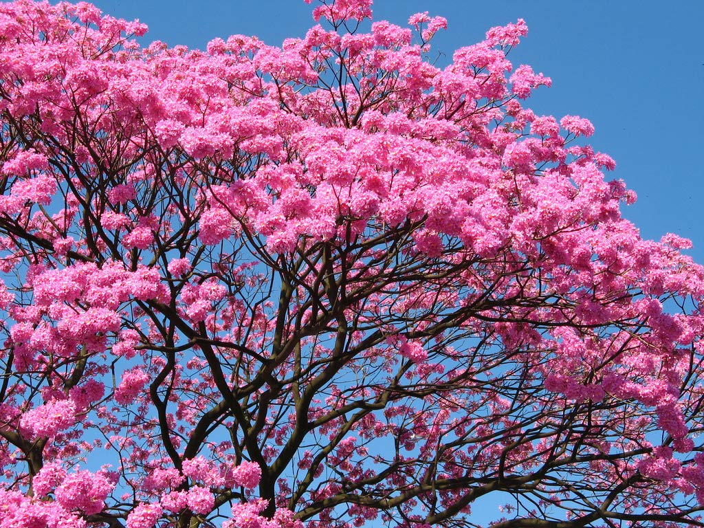 Plant Nursery Online Tabebuia avellanedae, Pink Trumpet Tree (Pack of 2) - Live Plants/Savannah Oak Tree Live Plant Tabebuia Rosea For Garden/Tabebuia Rosea For Balcony (B082PX4NWT) Amazon Price History, Amazon Price Tracker