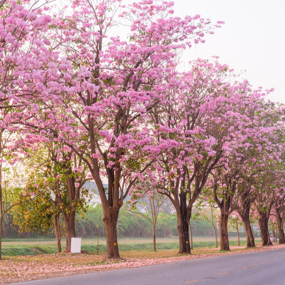 M-Tech Gardens 20 Seeds Pink Trumpet Tree (Tabebuia avellaneda) Seeds,Exotic Flower SeedsTRUMPETSEEDS