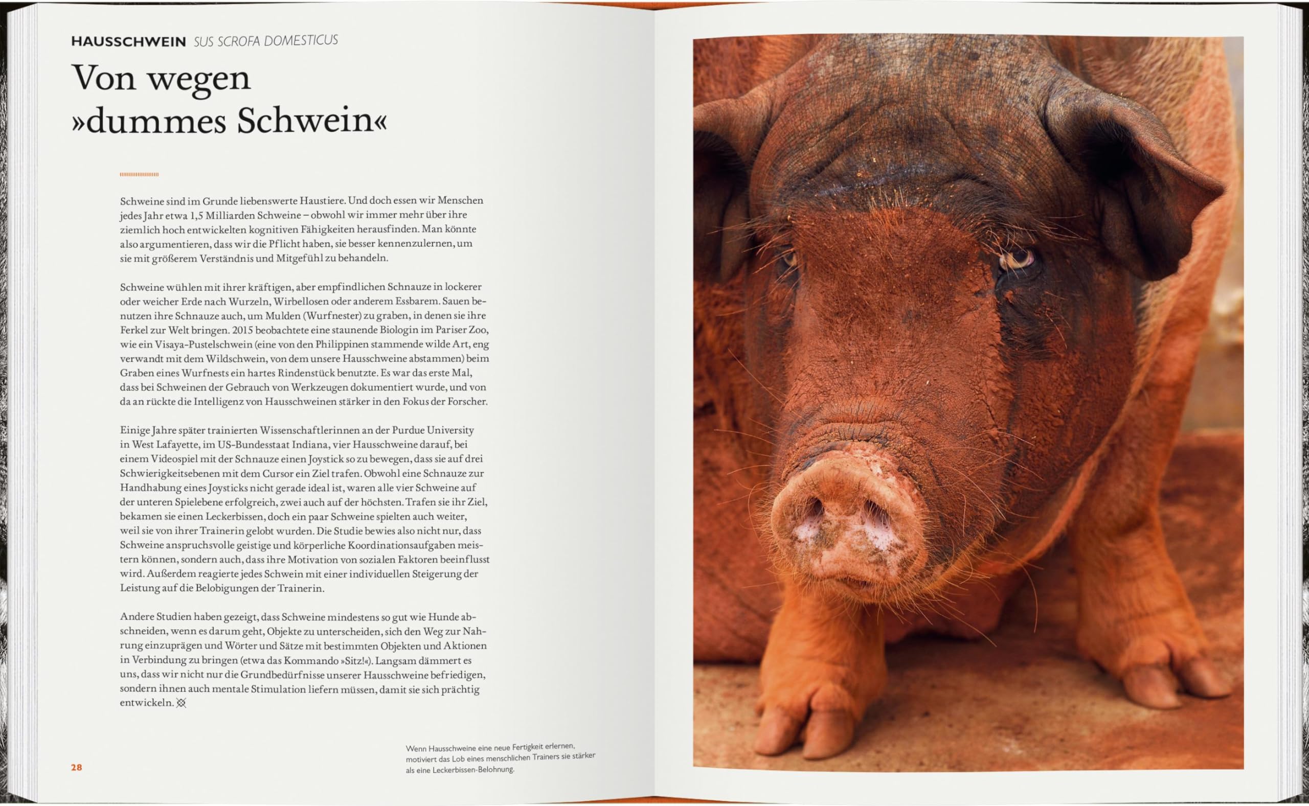 Was Tiere denken: Intelligenz und Emotion in der Wildnis