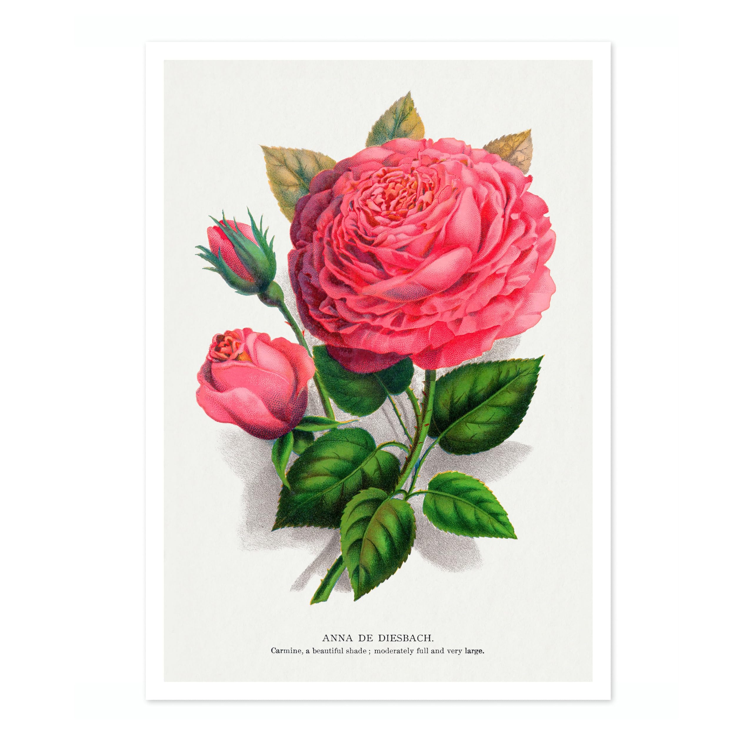 Pink Rose Pierre Joseph Redoute Poster, Vintage Botanical Prints, Encyclopedia Retro Illustration Wall Art Plants Pictures, Bedroom Home Decor, 50x70cm (Print Only) - 50x70cm — image 1