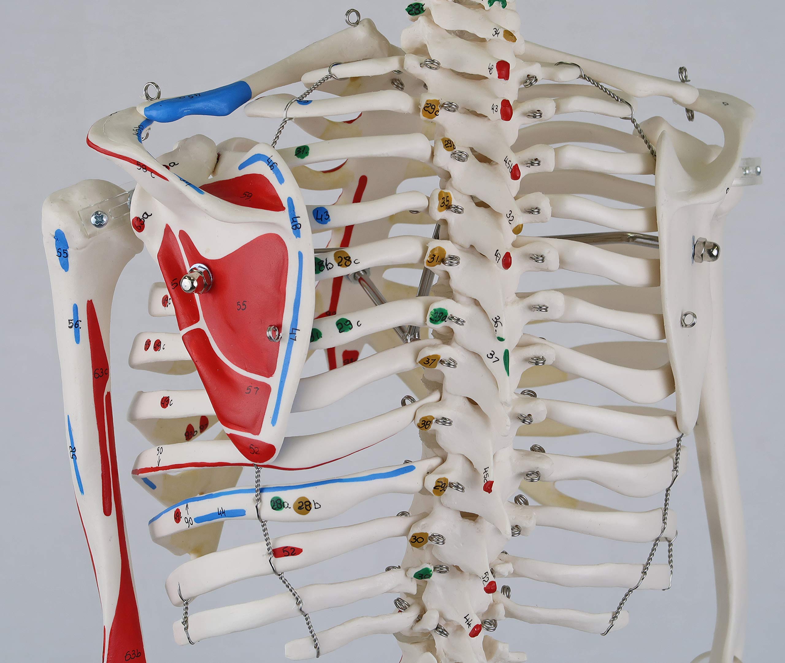 3B Scientific A18/5 Mini-Squelette "Shorty" avec Muscles Peints, sur Socle + Application anatomie gratuite - 3B Smart Anatomy