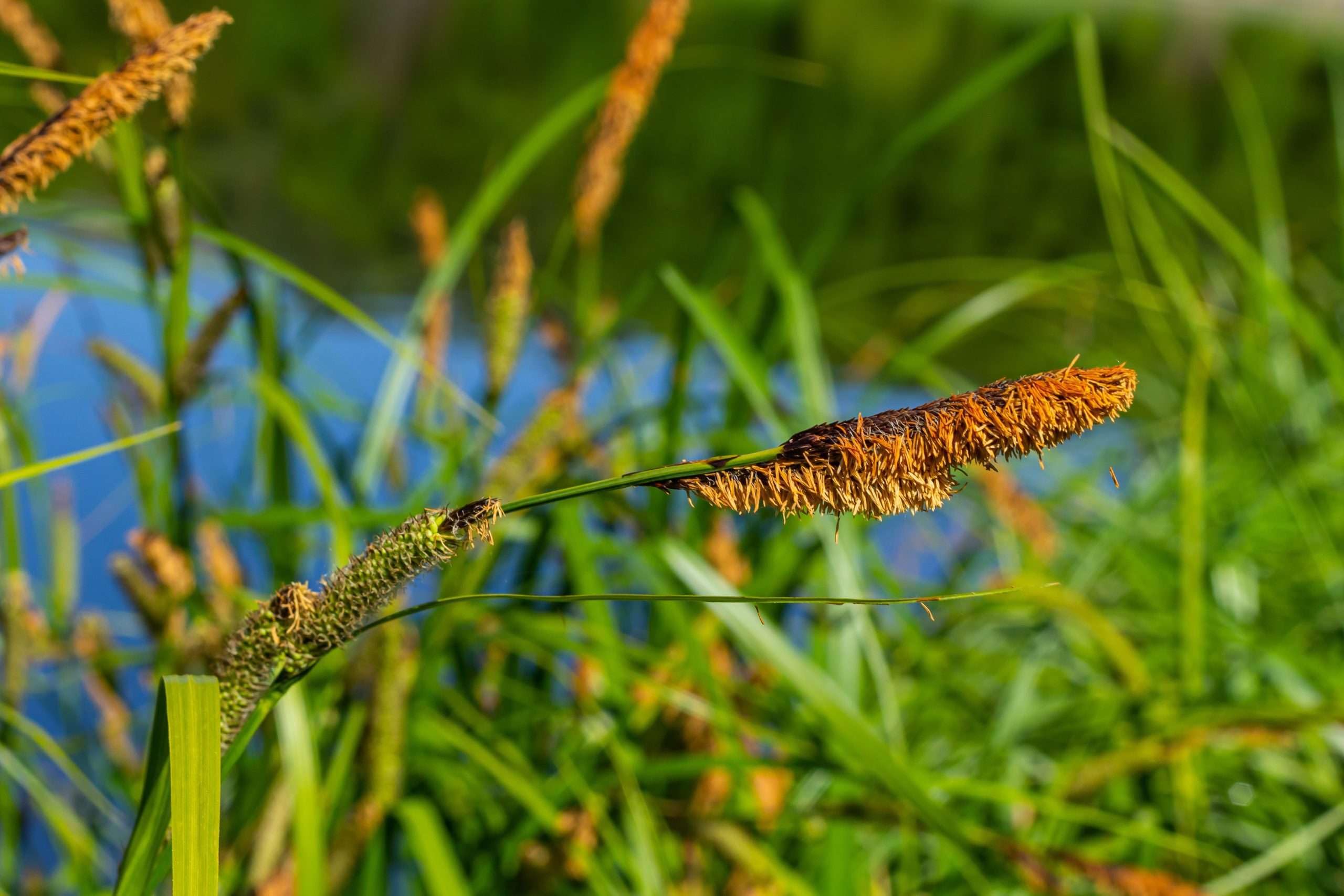 Lincolnshire Pond Plants Ltd - Carex acuta (Slender-Tufted Sedge) - Marginal Pond Plants - MP020-1 / 9cm Potted
