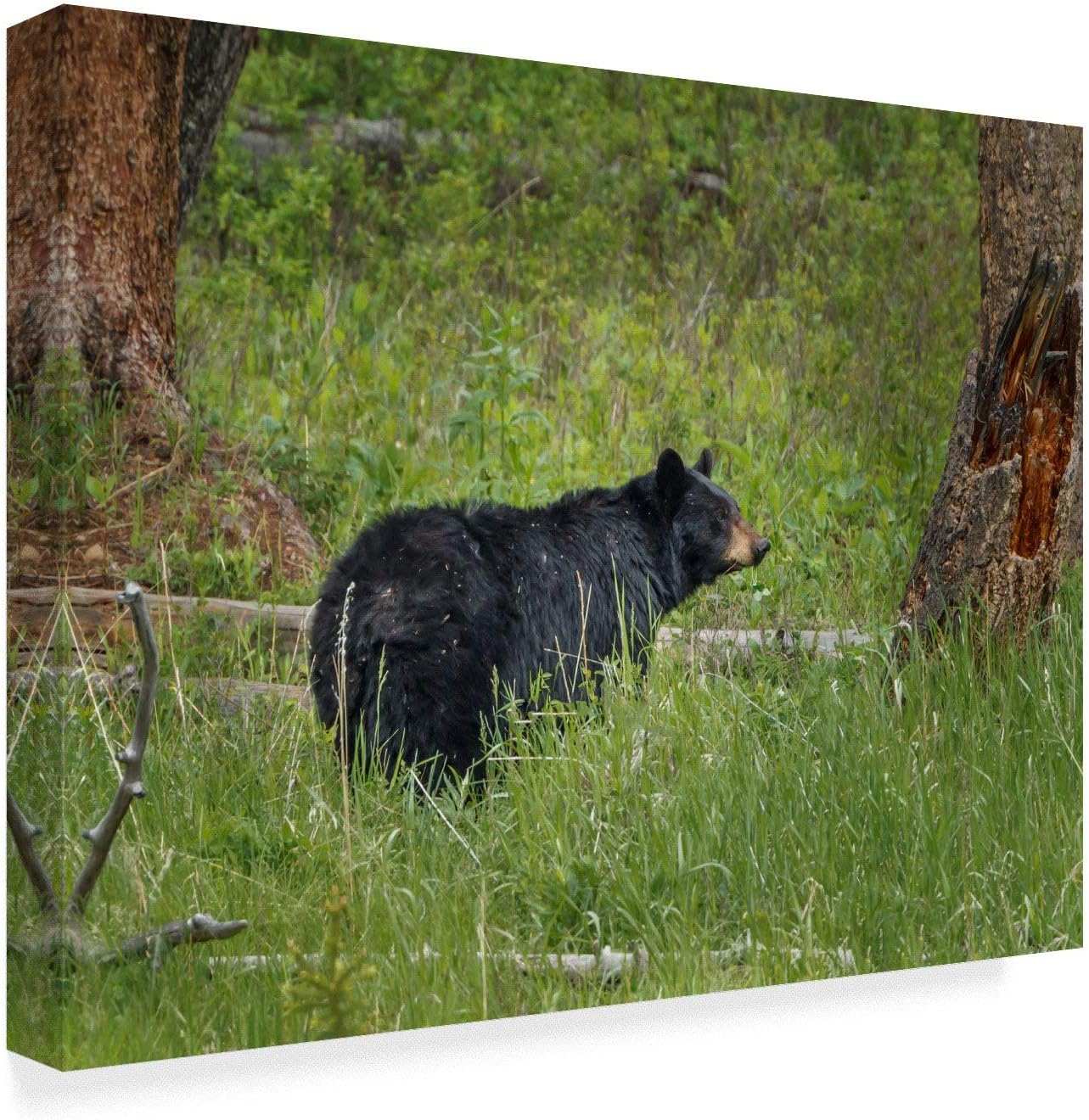 Trademark Fine Art ALI34895-C2432GG Fine Art, 24x32-Inch, Multicolor