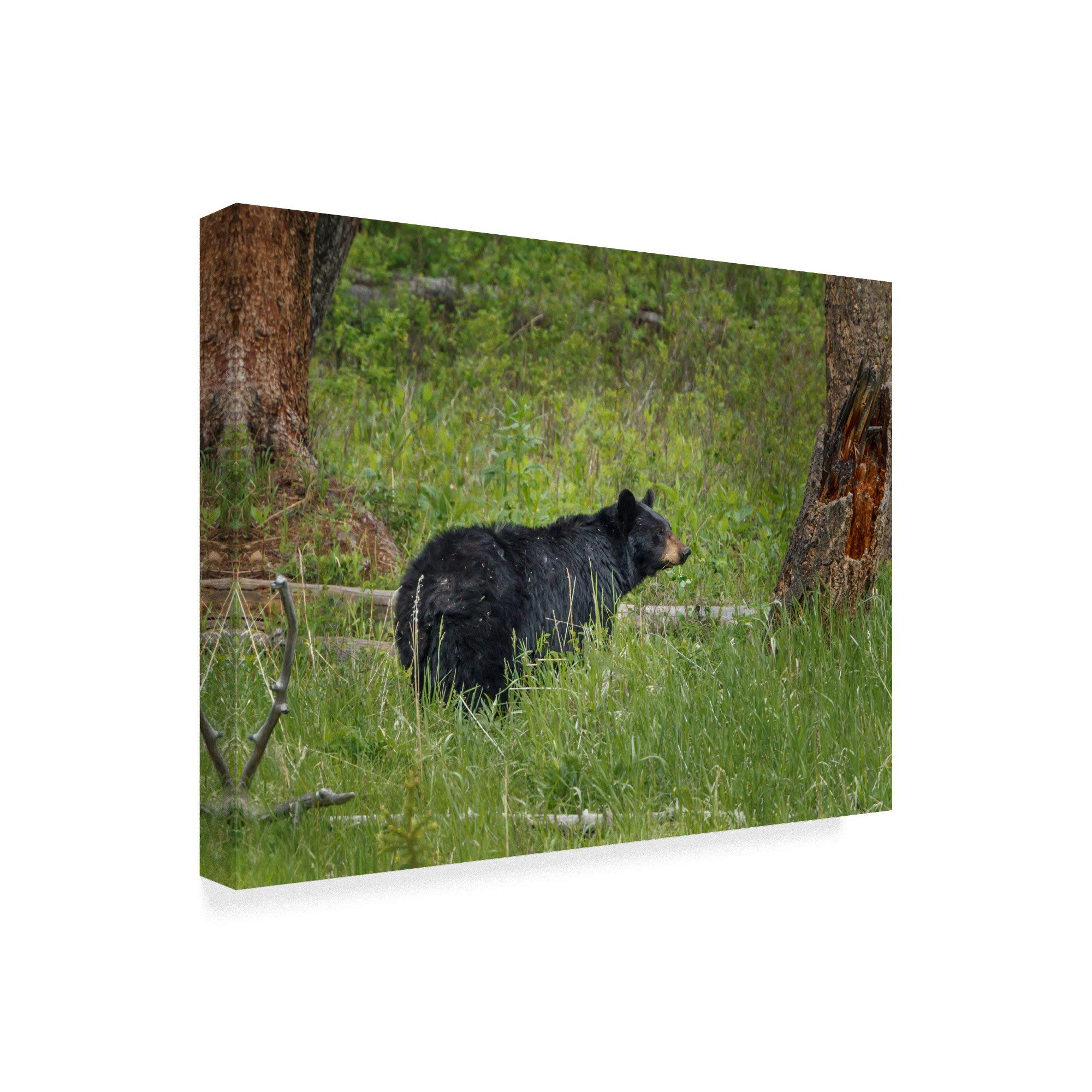 Trademark Fine Art ALI34895-C2432GG Fine Art, 24x32-Inch, Multicolor