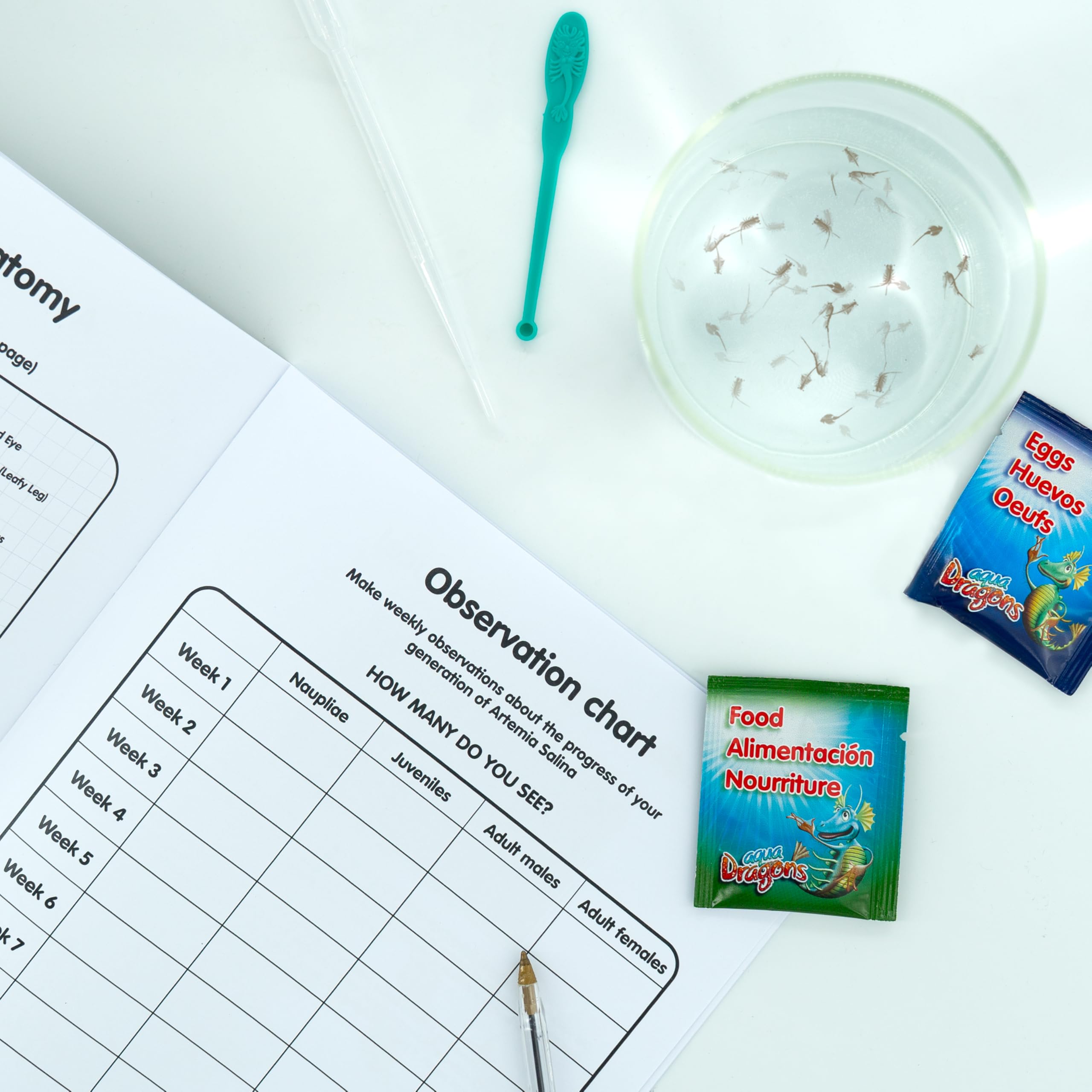 Aqua Dragons, Unterrichtsset zum Lebenszyklus-Studium, zum Schlüpfen, Wachsen und Lernen über Artemia Salina, für Schulkinder
