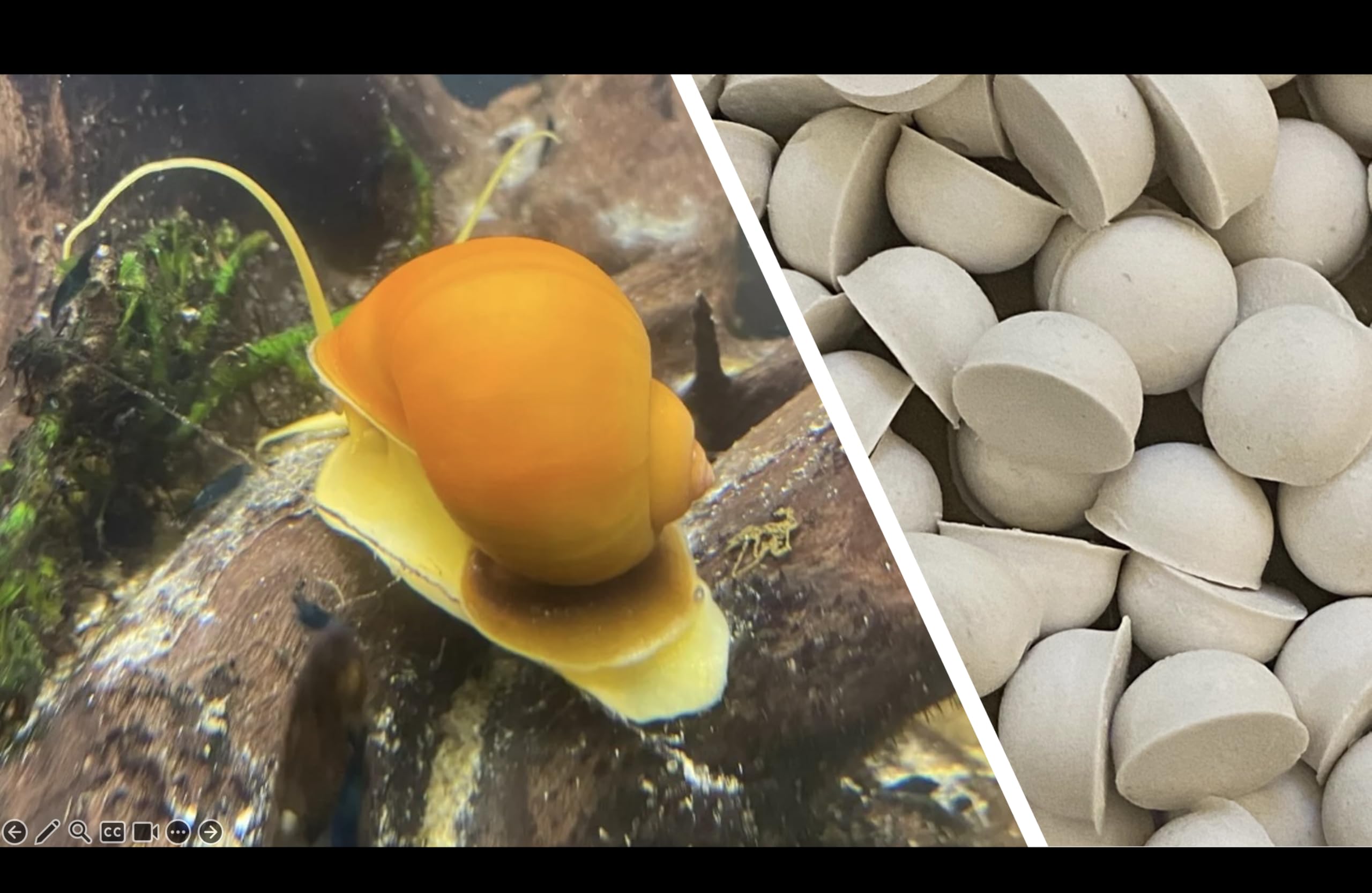 2 x Golden Apple Snail + 15 x Calcium Blocks