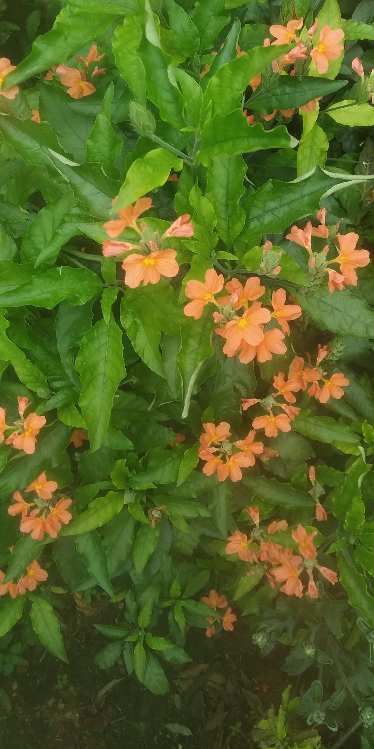 Anuraj farms Crossandra, Crossandra infundibuliformis,firecracker flower, priyadarsha, Kanakambaram, kanakambara orange colour Live Plant (1 Plant) (B0B5RFVSB2) Amazon Price History, Amazon Price Tracker