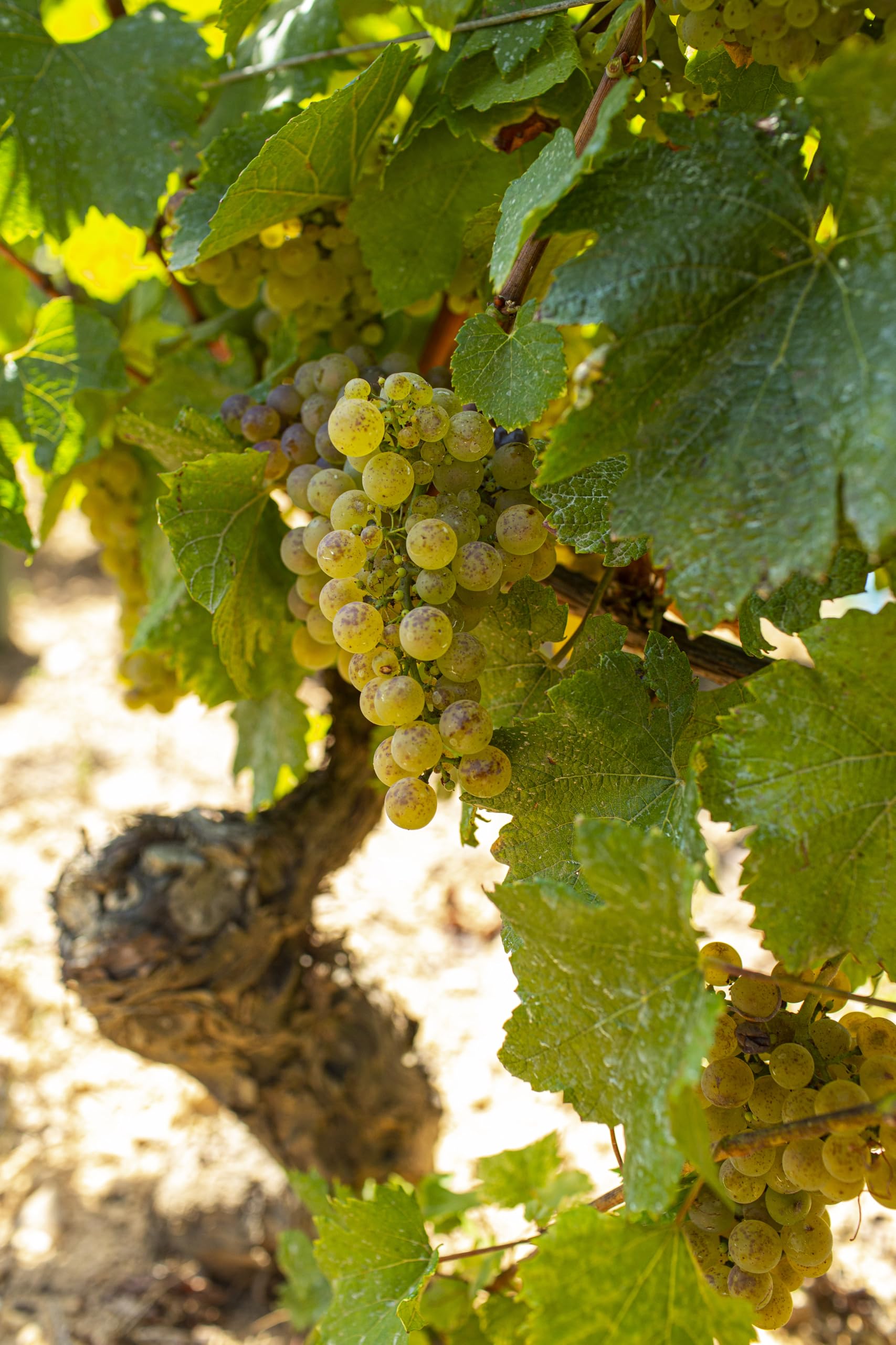 Amazon.co.jp: ルイ・ジャド シャブリ・セリエ・ド・ラ・サブリエール