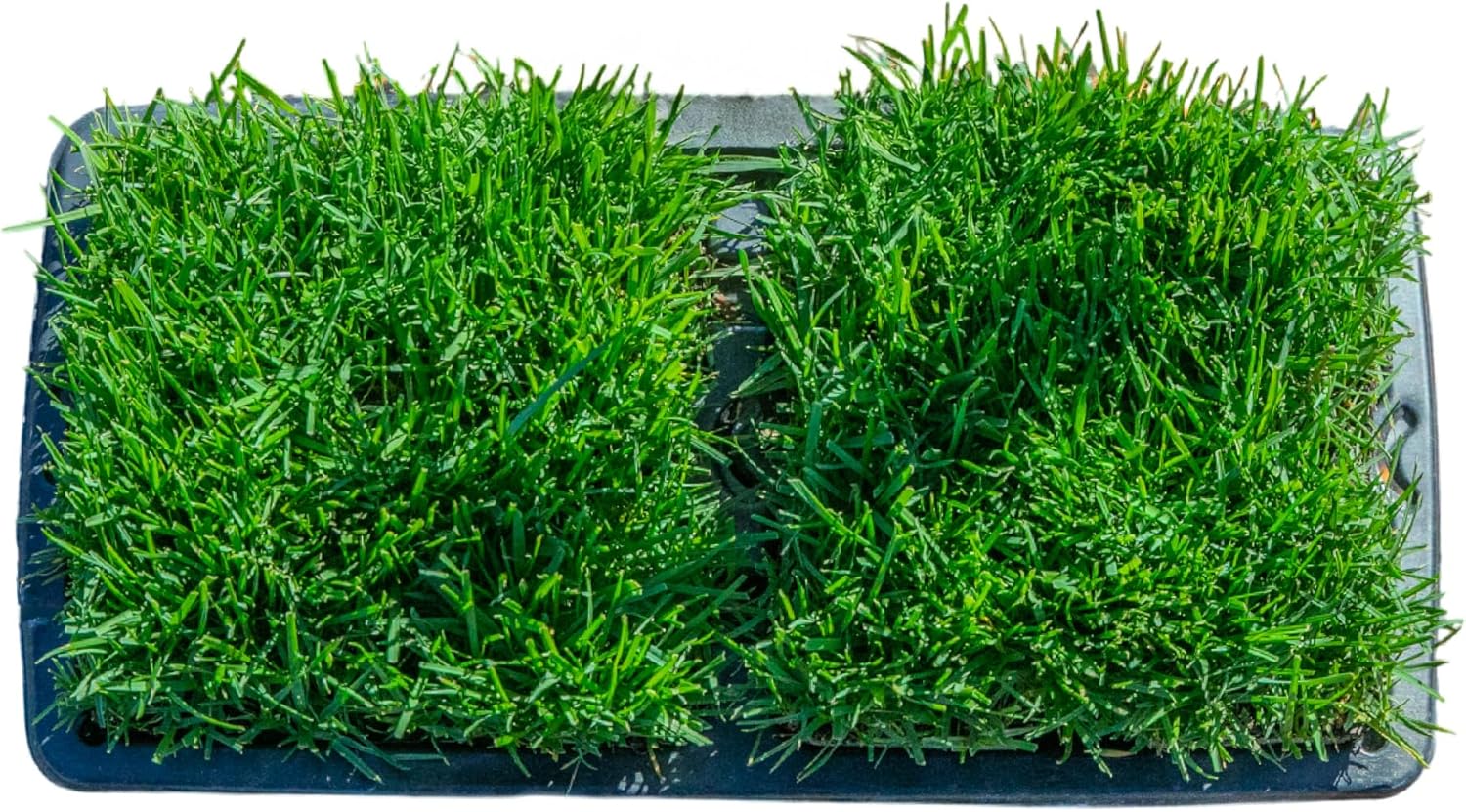 SodPods® Fescue Grass Plugs for Lawn Repair, 6" x 6" Each (16-Count) – Cannot Ship to California/Arizona