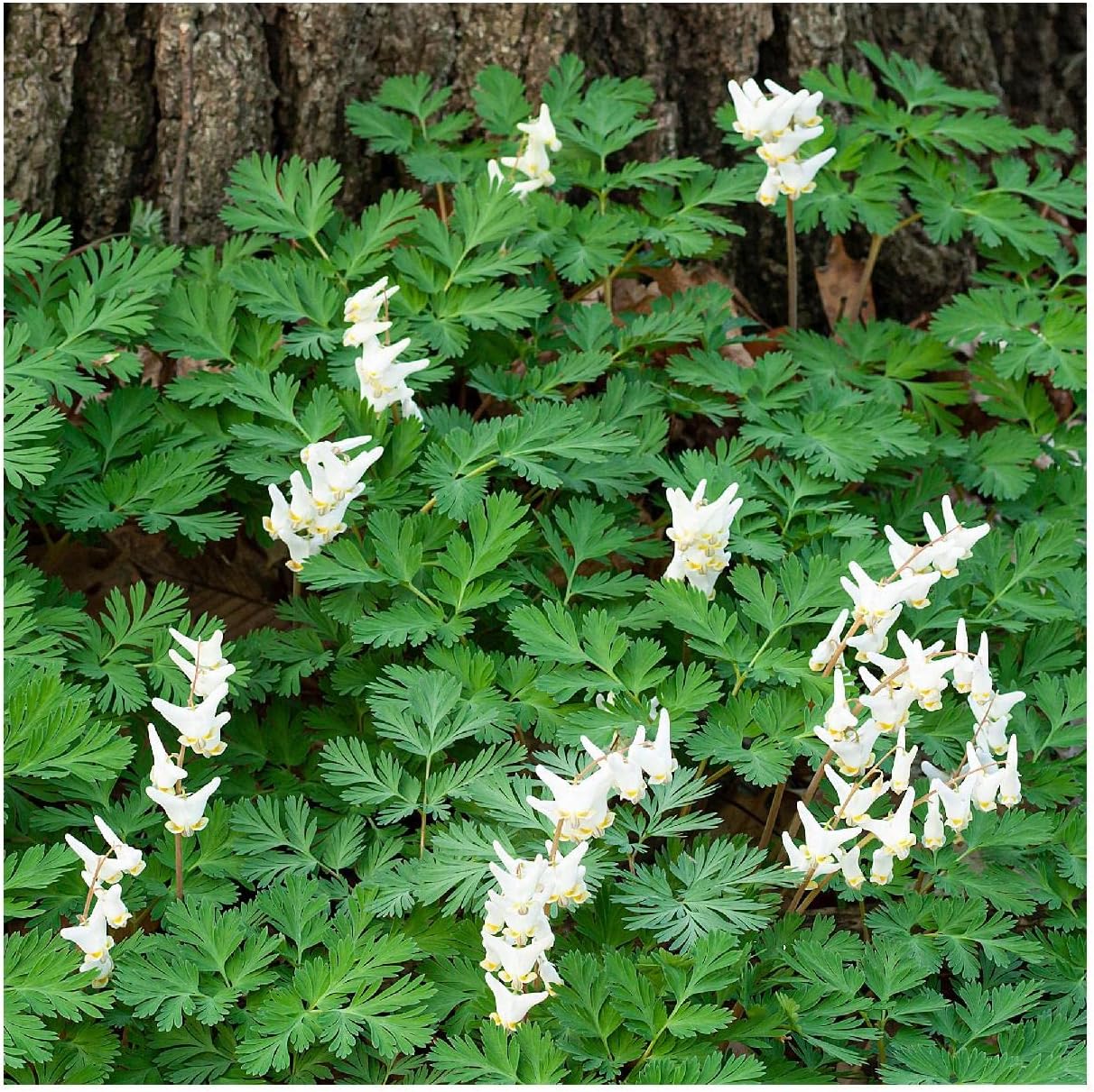 Everwilde Farms - 1 Oz Dutchman's Breeches Native Wildflower Seeds - Gold Vault