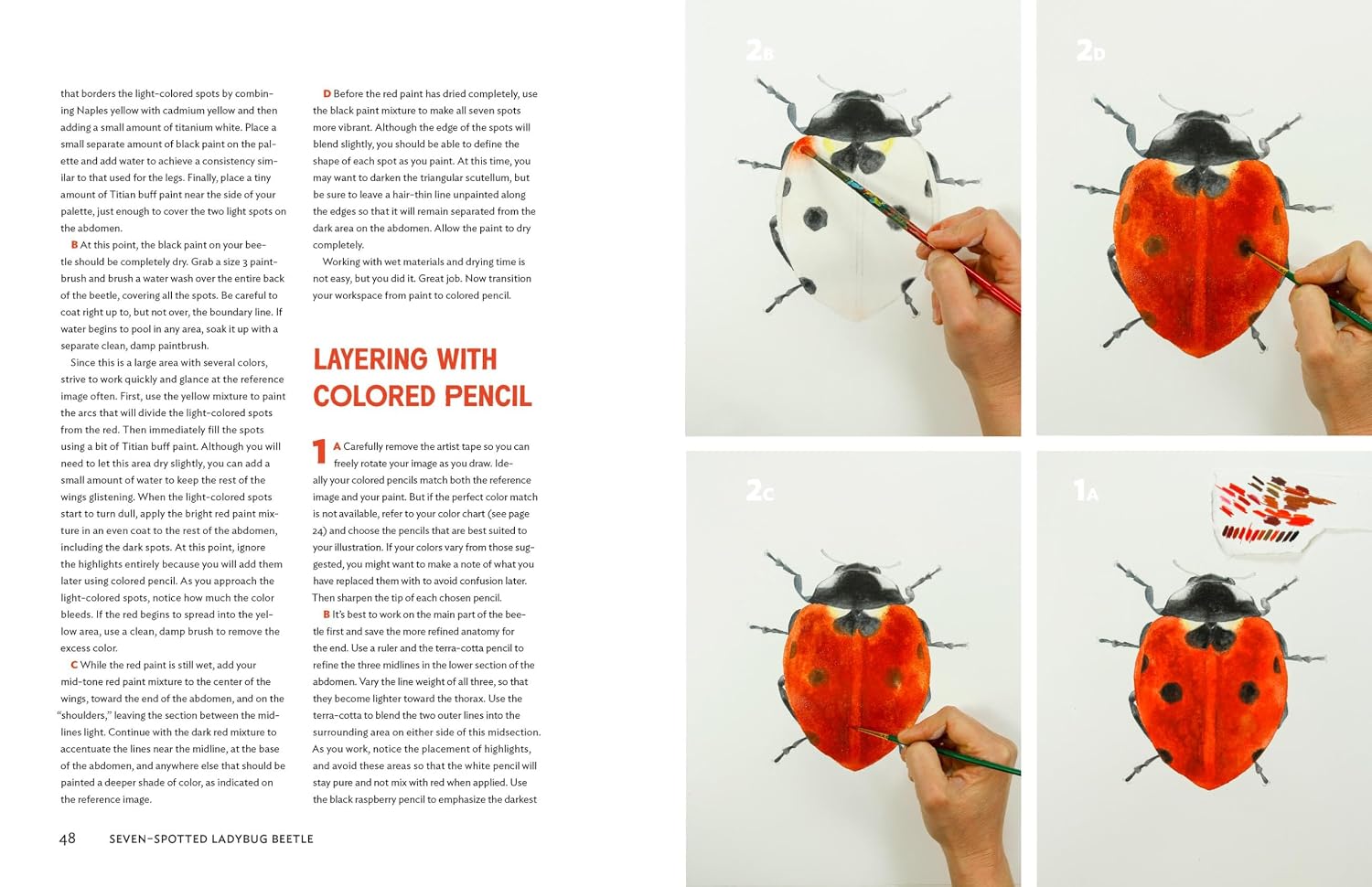 The Insect Artist: How to Observe, Draw, and Paint Butterflies, Bees, and More