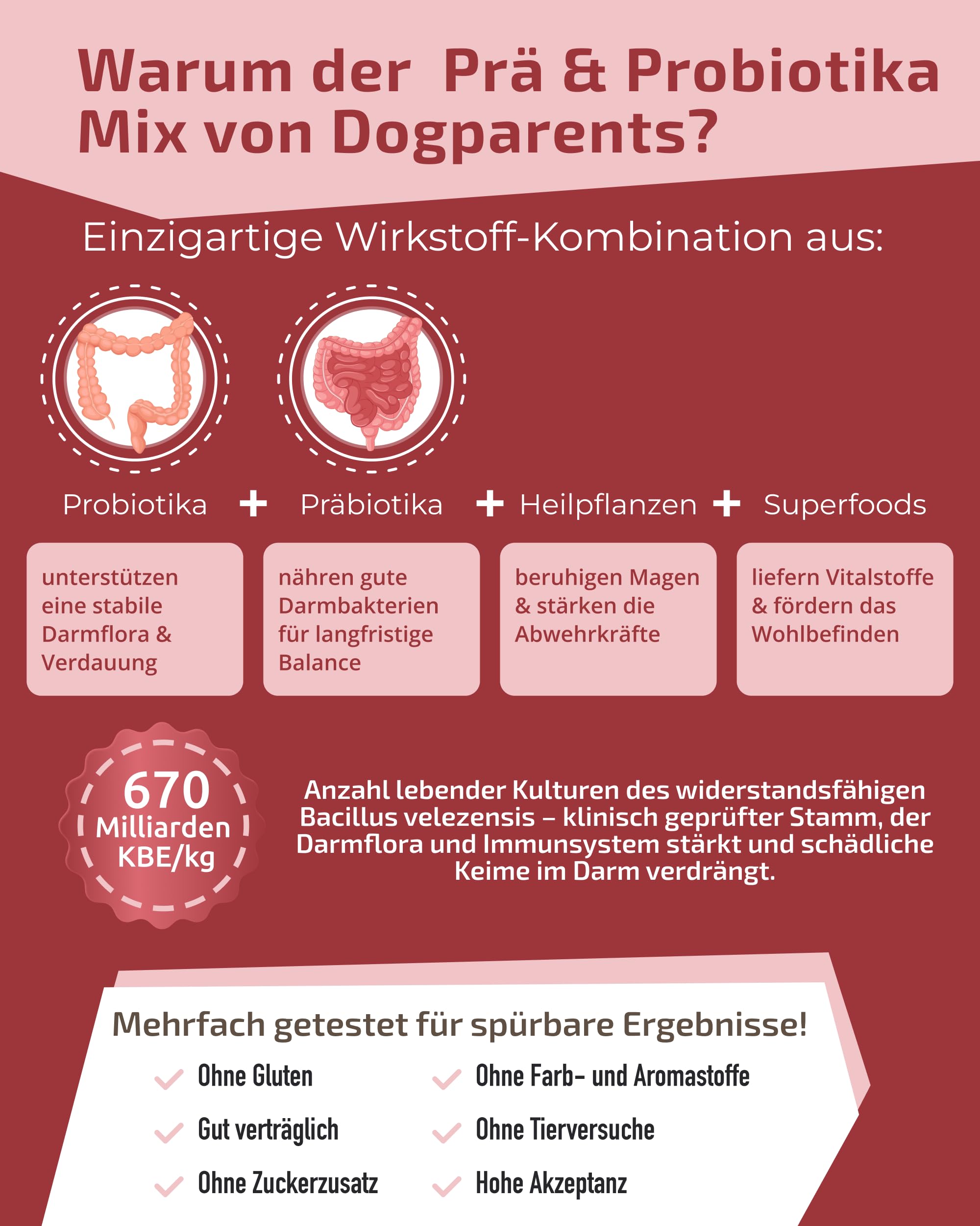 Prä & Probiotika Hund [MADE IN GERMANY, ZUCKERFREI & LABORGEPRÜFT] Darmkur mit 670 Mrd. KBE & Präbiotika – stärkt Darmflora & Verdauung – ideal nach Wurmkur, Grasfressen & Sodbrennen (180g (1er Pack))
