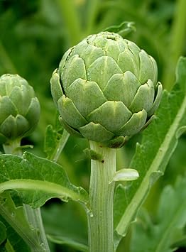 OstroVit Artichoke Extract 100g