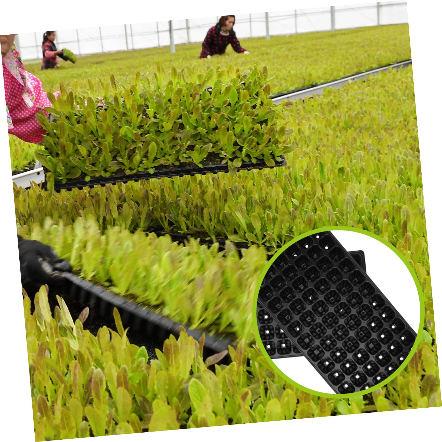 Vassoio per Coltivazione 72 Fori in PVC, 10 Pezzi per Orto e Giardino | Nero, Struttura Porosa a Griglia, Design Ventilato, per Semina di Piantine in Agricoltura e Giardinaggio