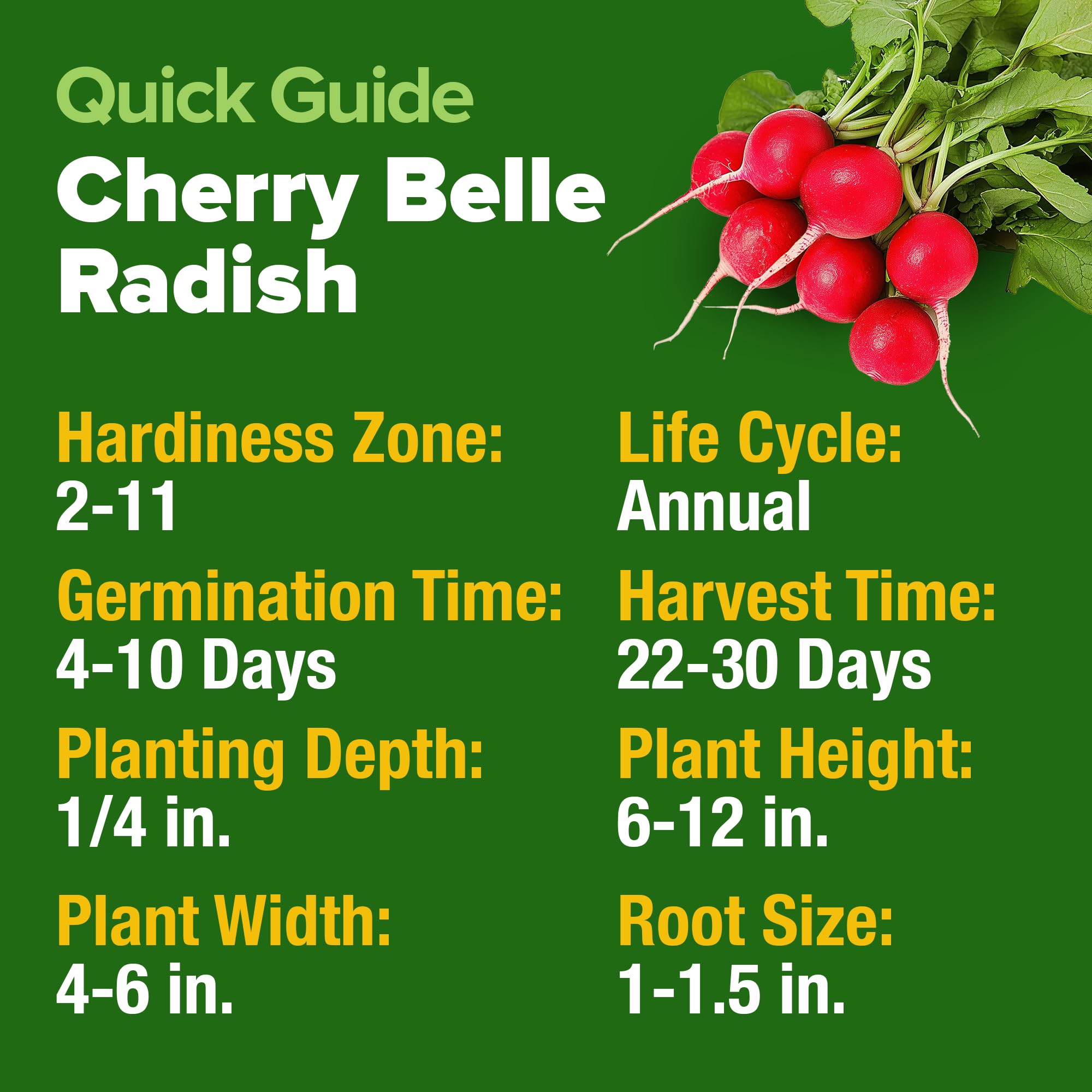 Cherry Belle - Semillas de rábano – Más de 800 semillas de vegetales tradicionales sin OMG para plantar al aire libre – Cosecha en 30 días – Rábanos rojos para jardines de primavera y otoño 5