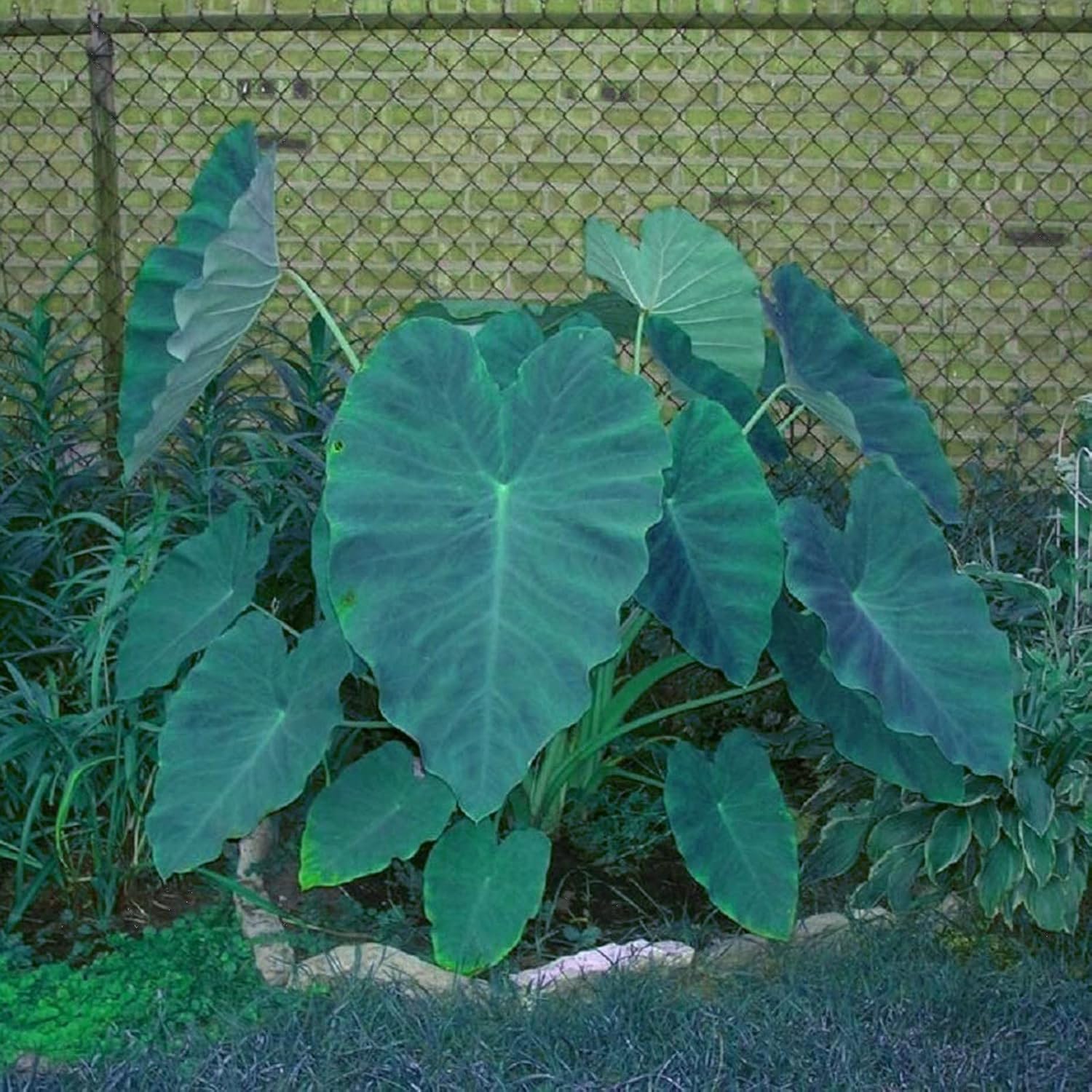 Alasines Colocasia Bulbs 'Black Magic' Mixed Colors