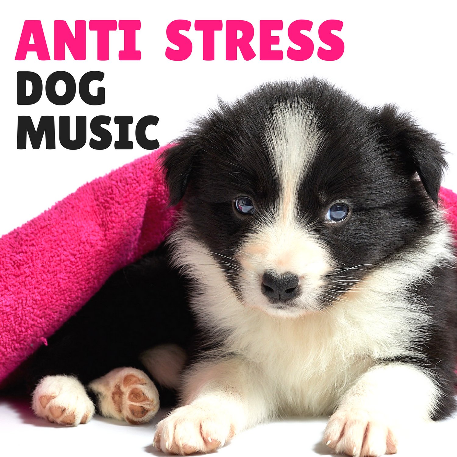 Anti Stress Dog Music